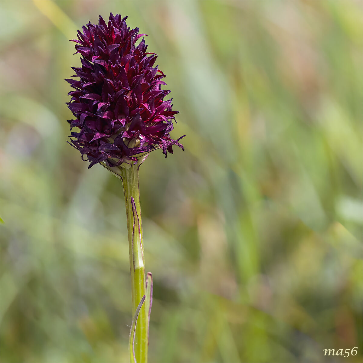 Nigritella nigra