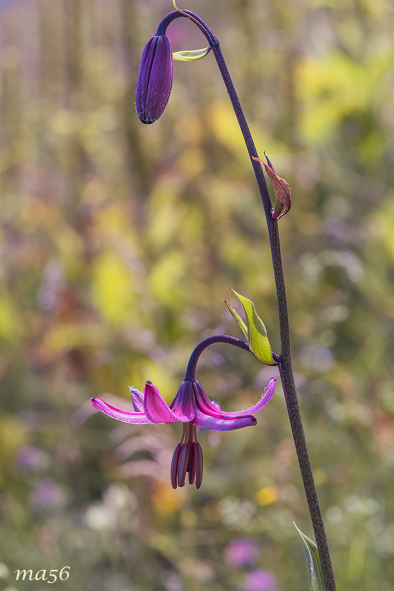 Martagon Lily