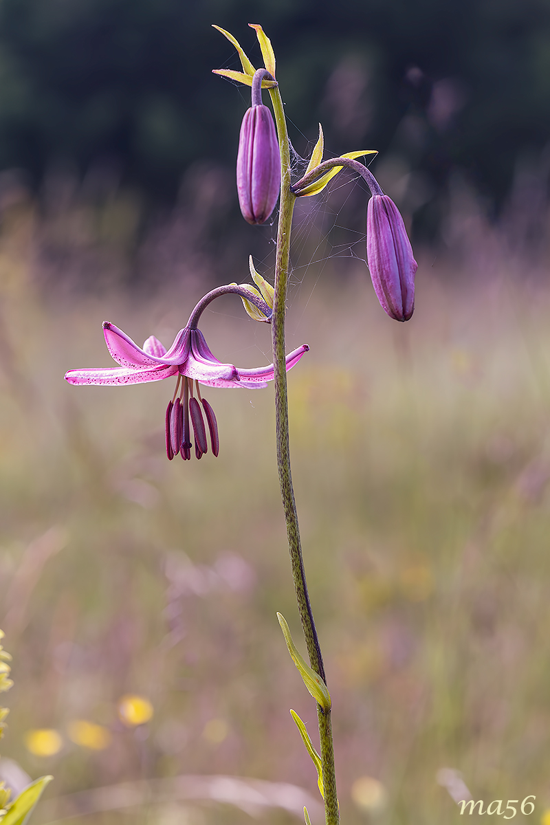 Martagon Lily
