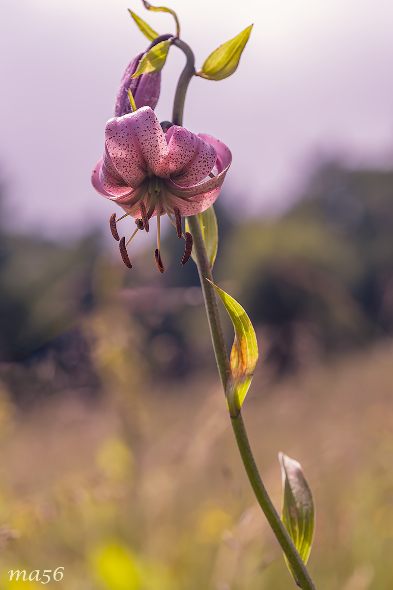 Martagon Lily