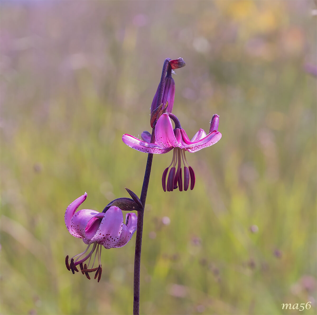 Martagon Lily