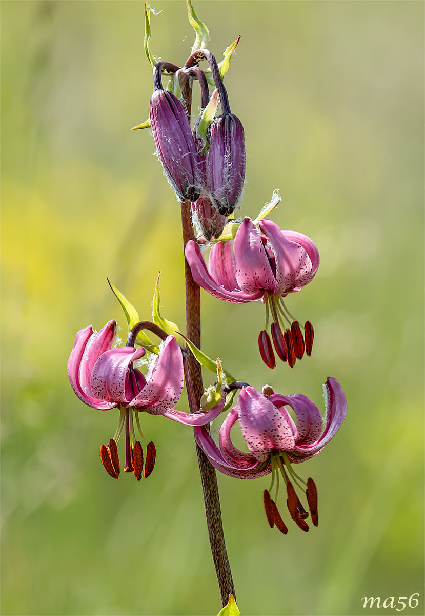 Martagon Lily