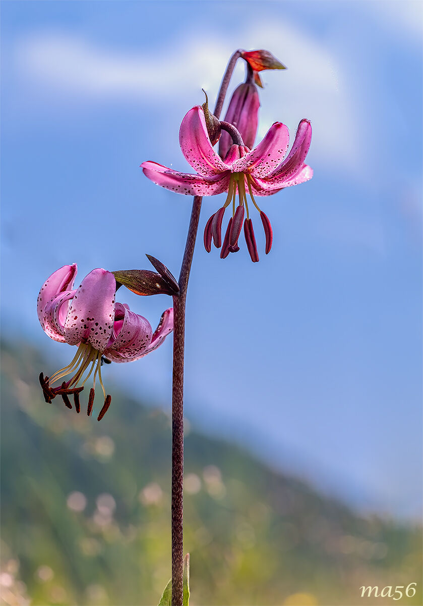 Martagon Lily