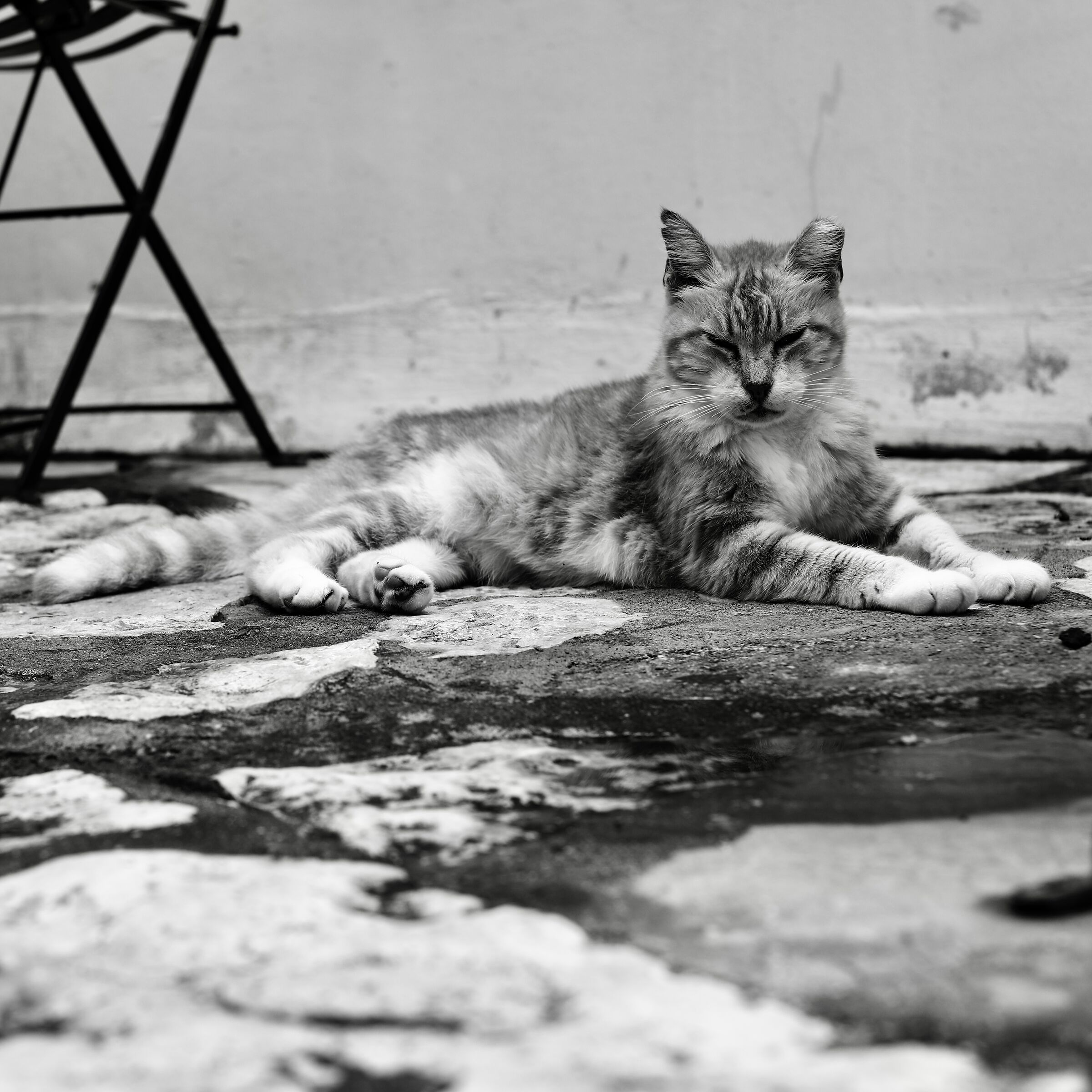 The boss of the alley