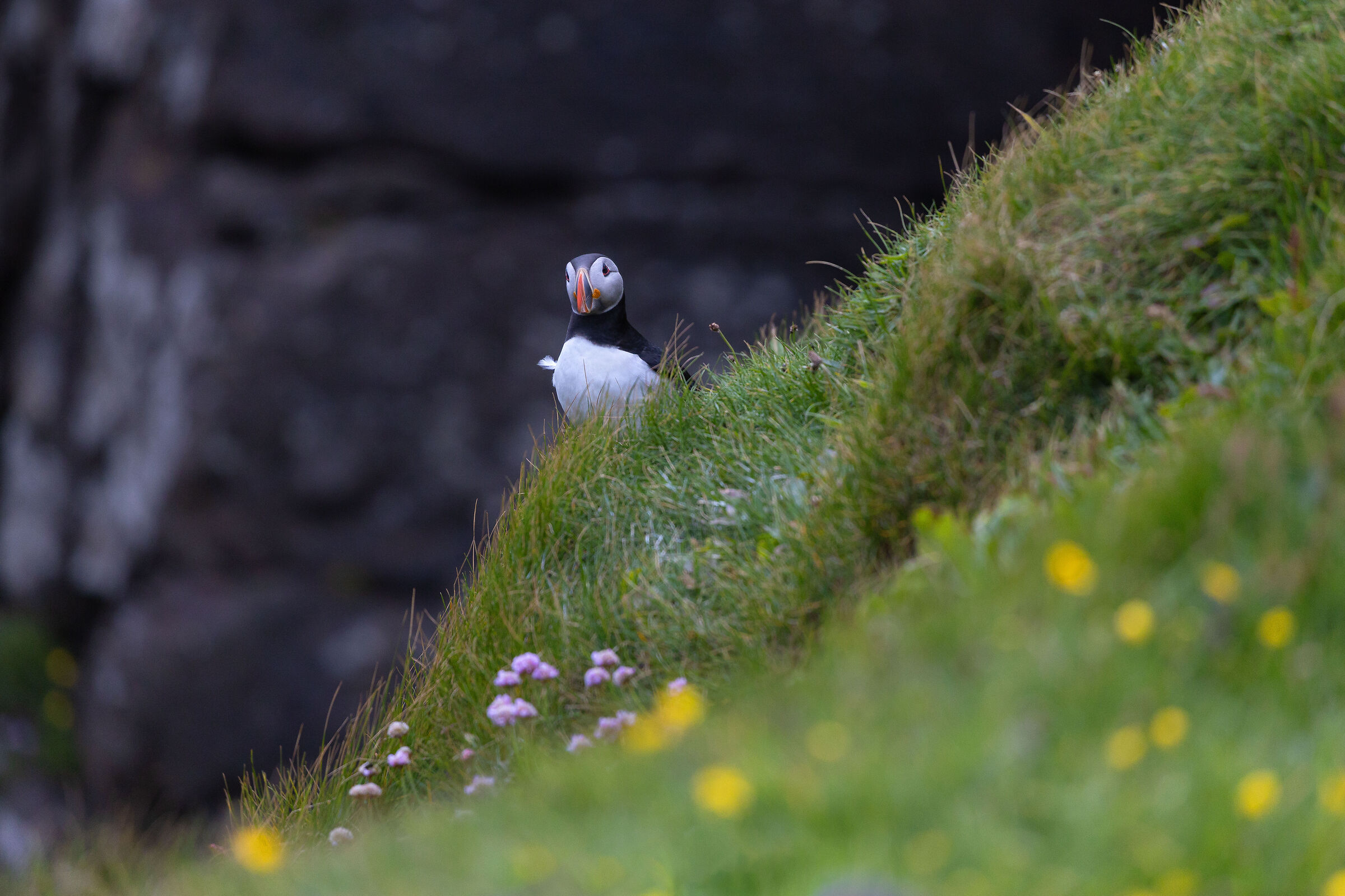 Puffin on the rocks of Mulafossur waterfall