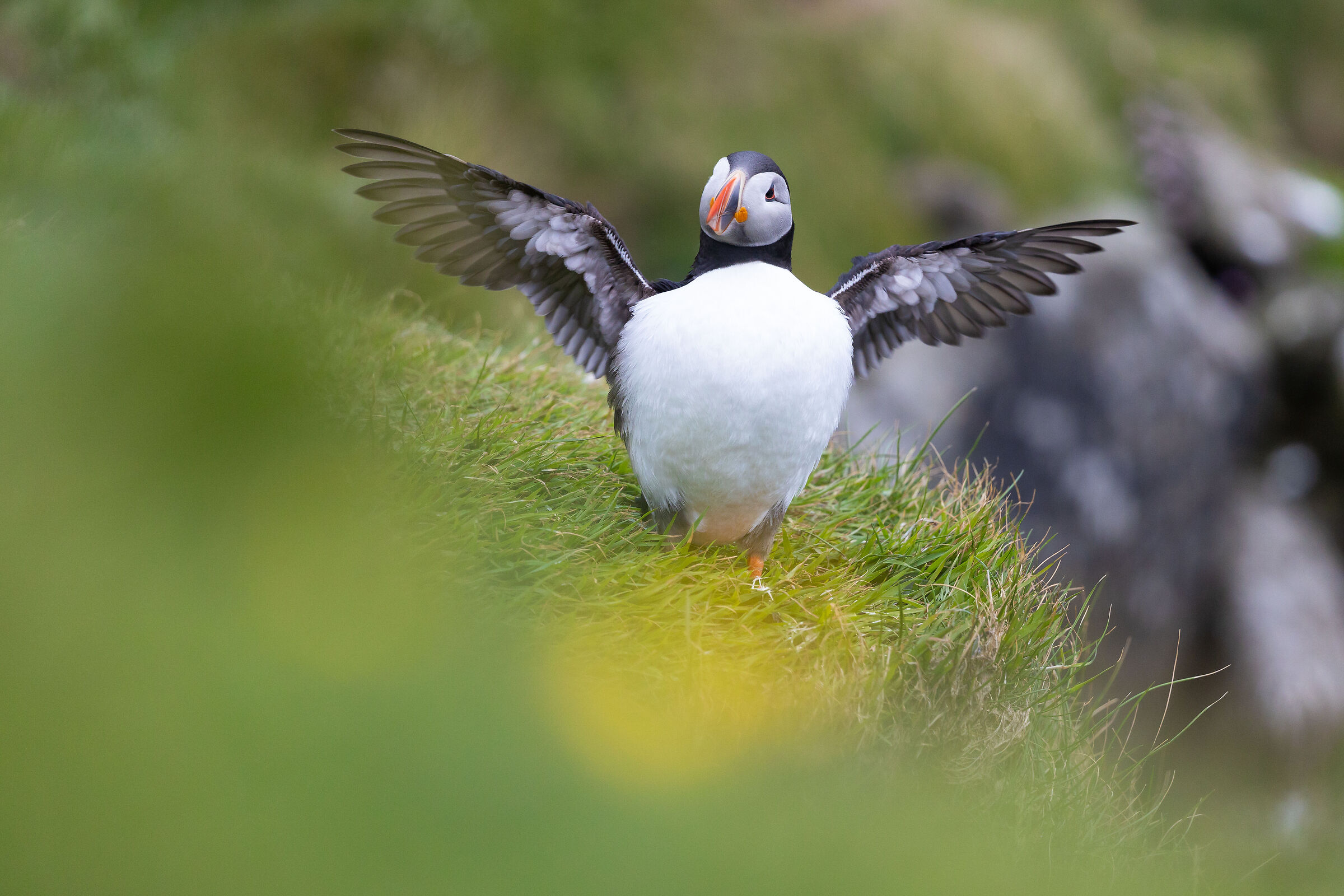 Fly little sweet puffin