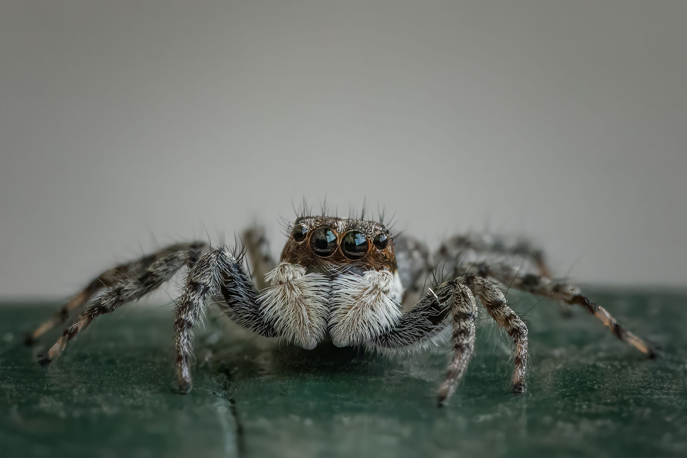 Portrait of a wall-jumping spider