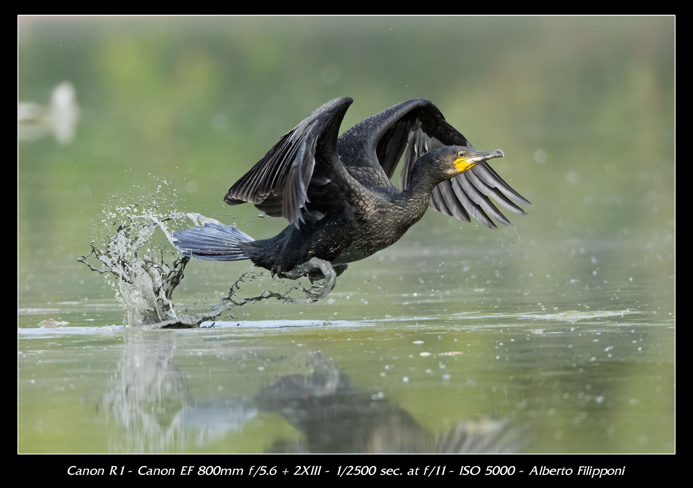 Cormorano al decollo