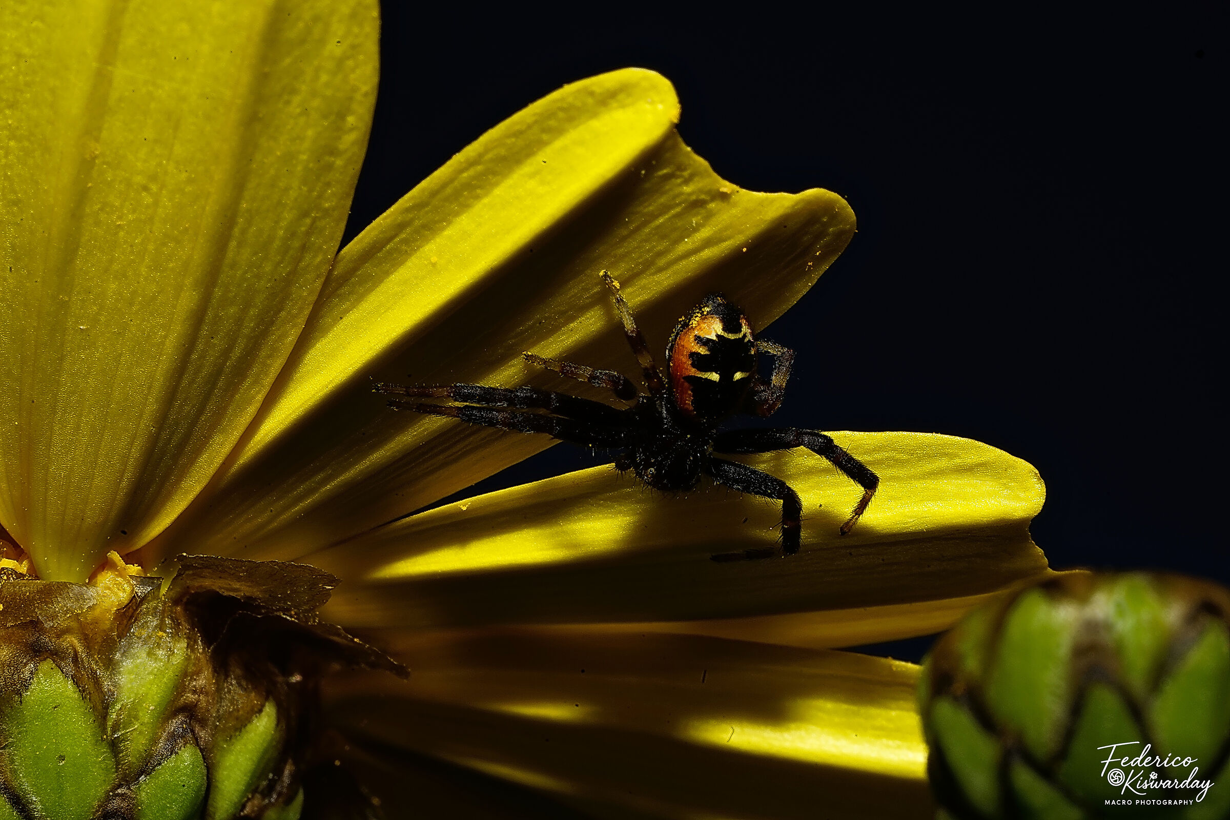 Napoleon Spider: Orange Emperor