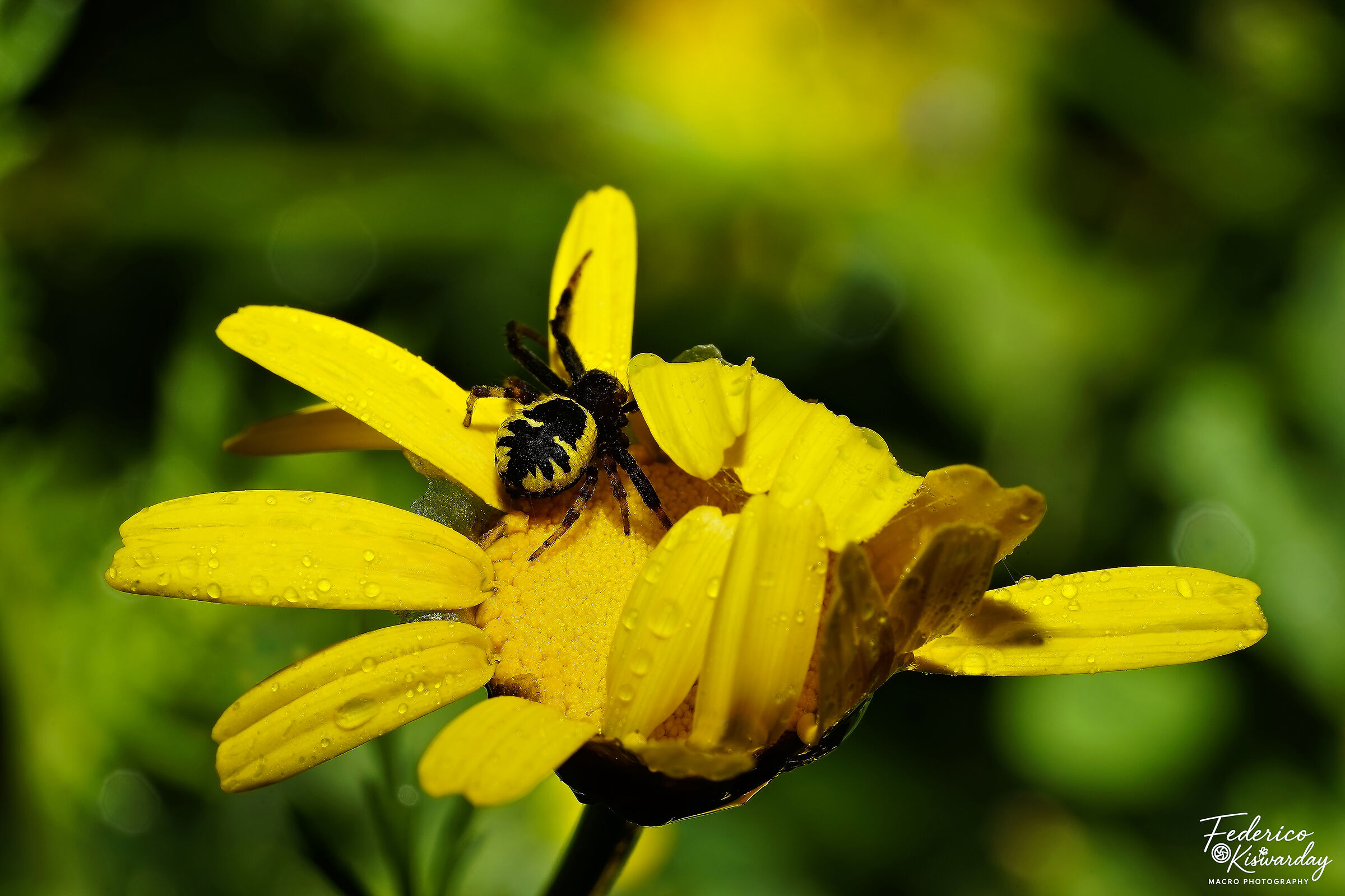 Napoleon Spider: Yellow Emperor