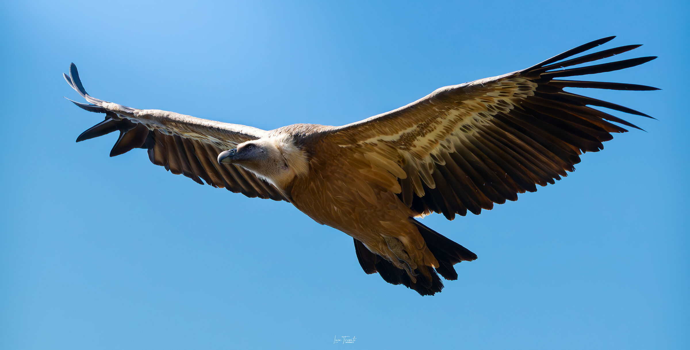 Griffin. Foreground