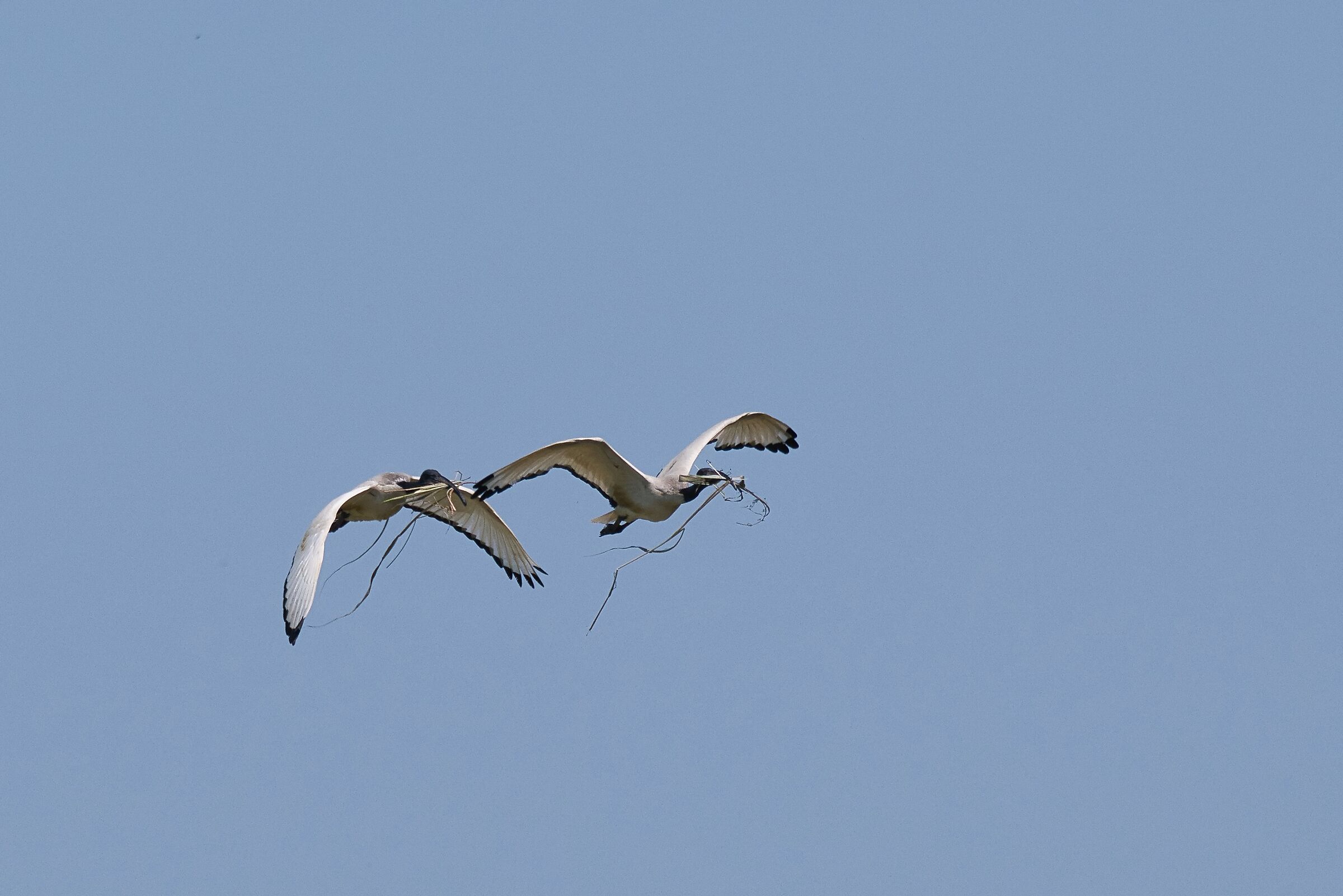 Coppia di Ibis Sacro, costrure il nido