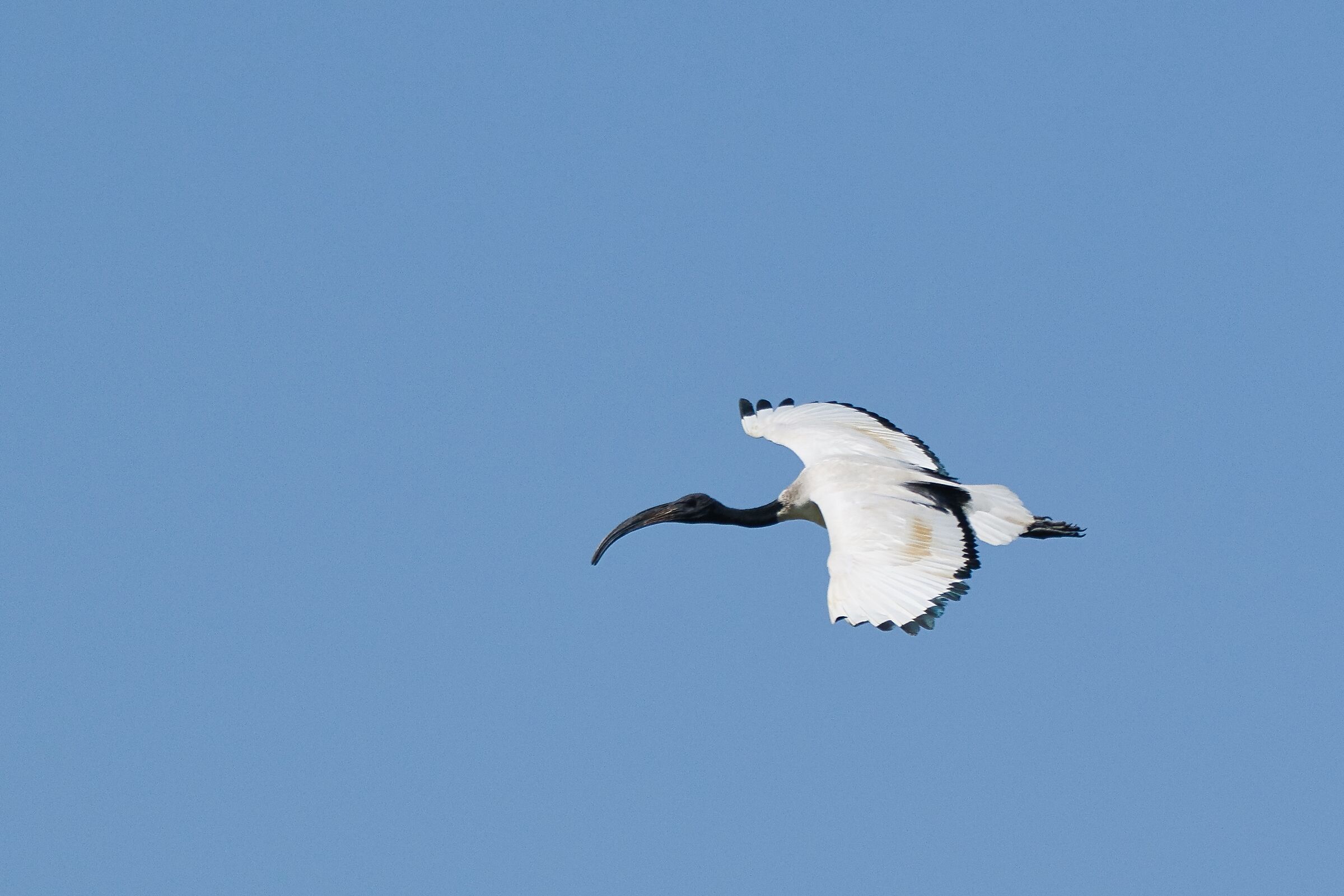 Il volo dell'Ibis Sacro 4