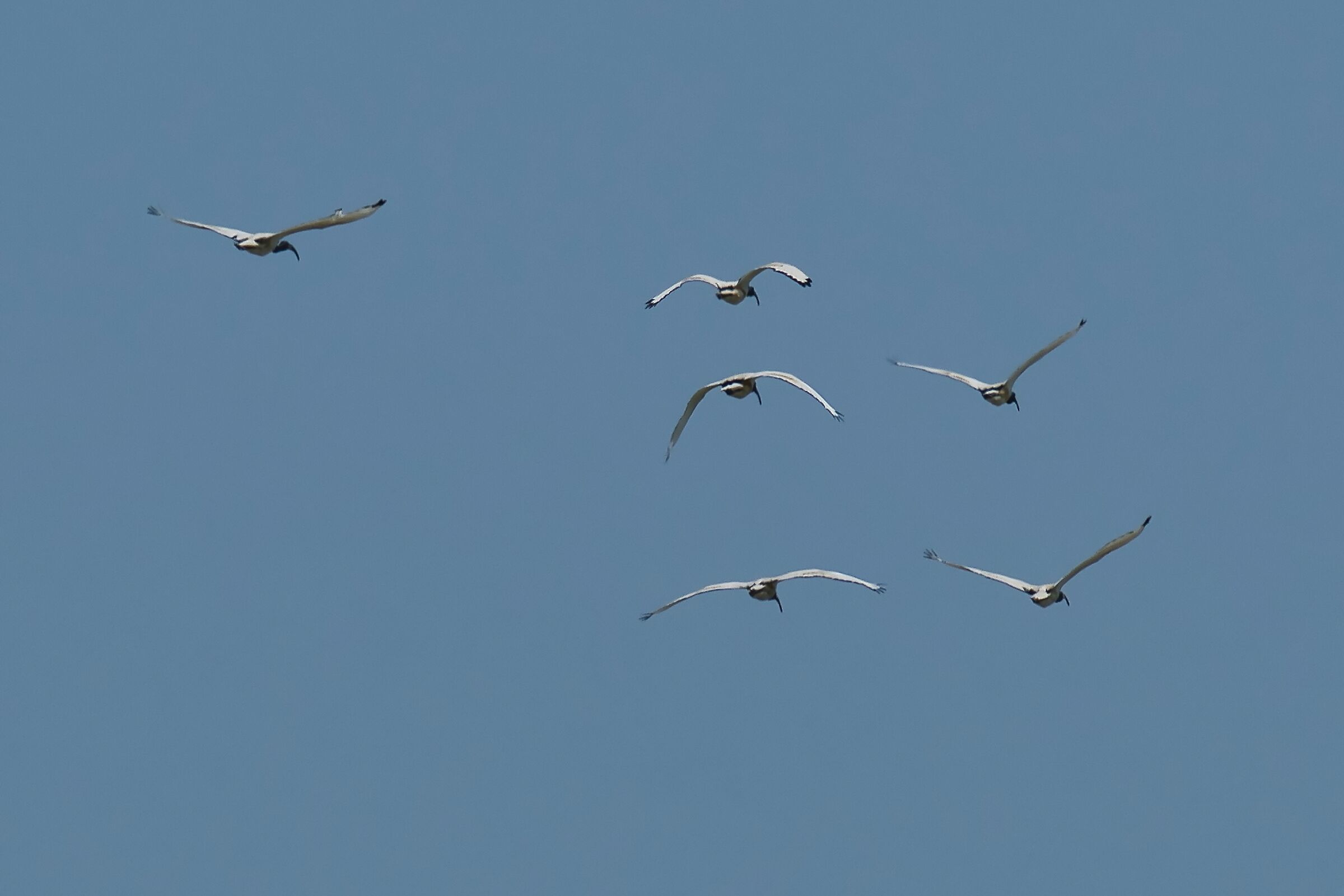 Ibis Sacro in formazione