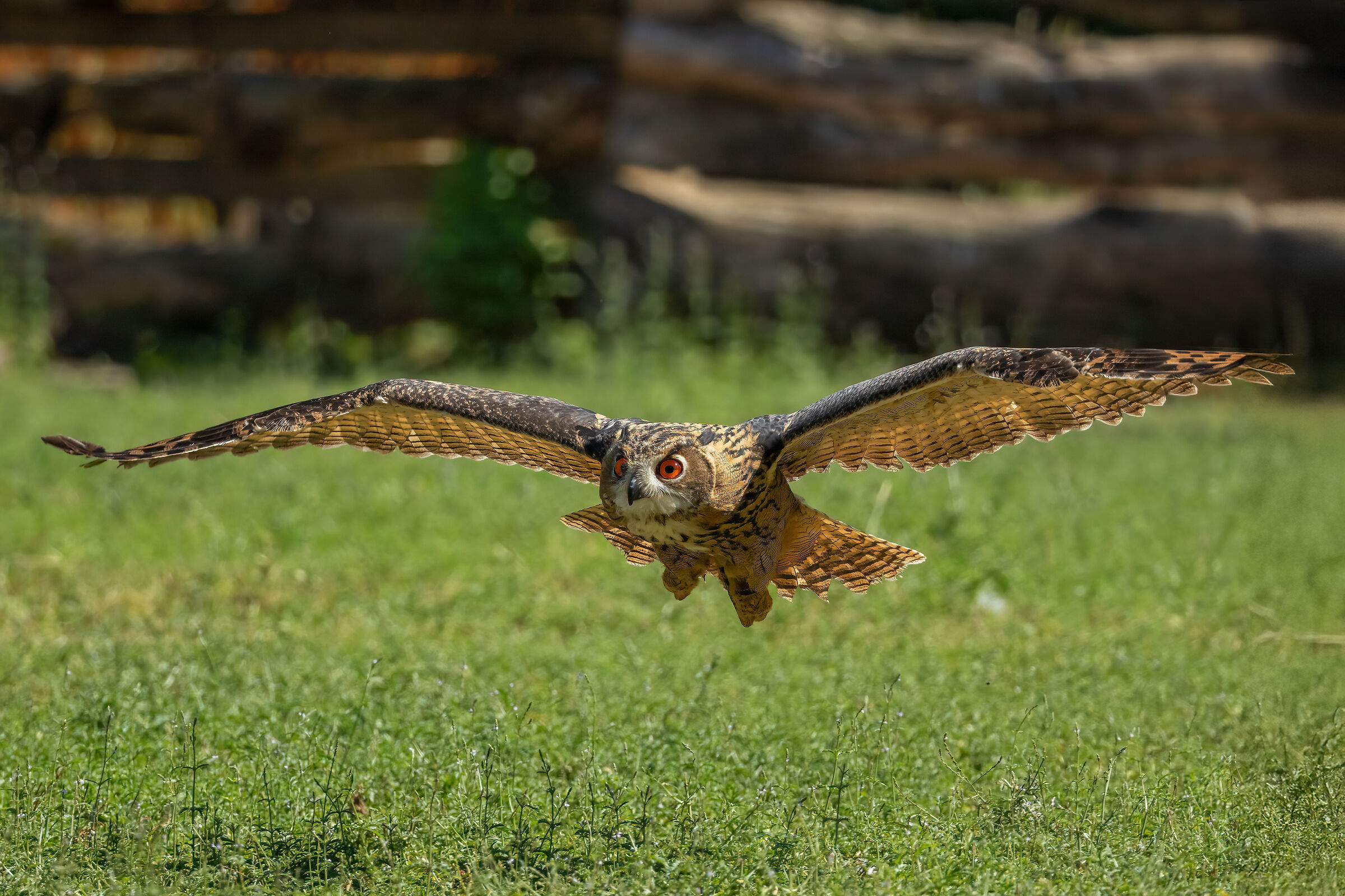 Eagle owl
