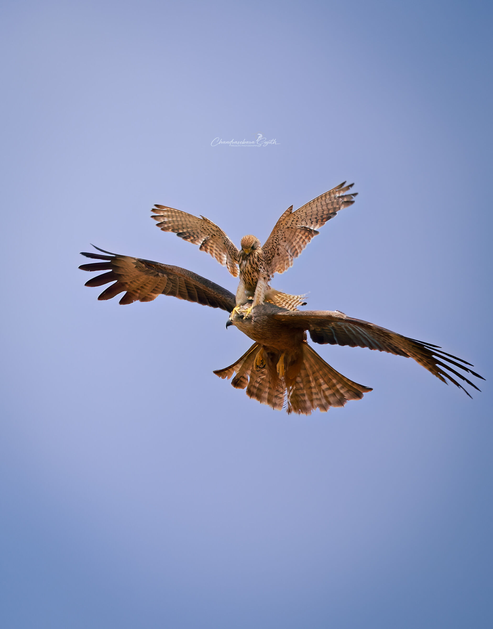 Kestrel vs. Black Kite, a photo documentary