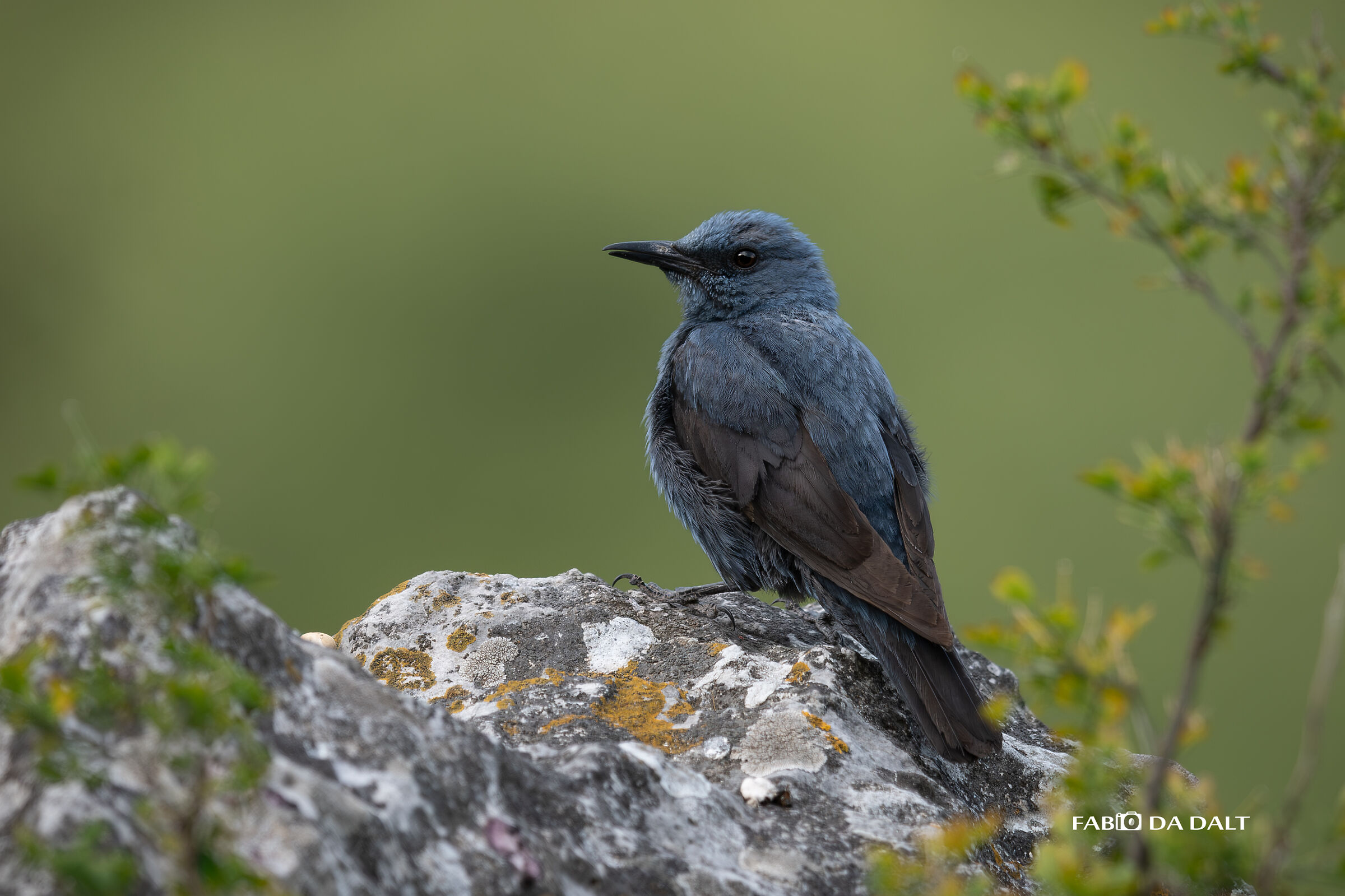 Blue rock thrush