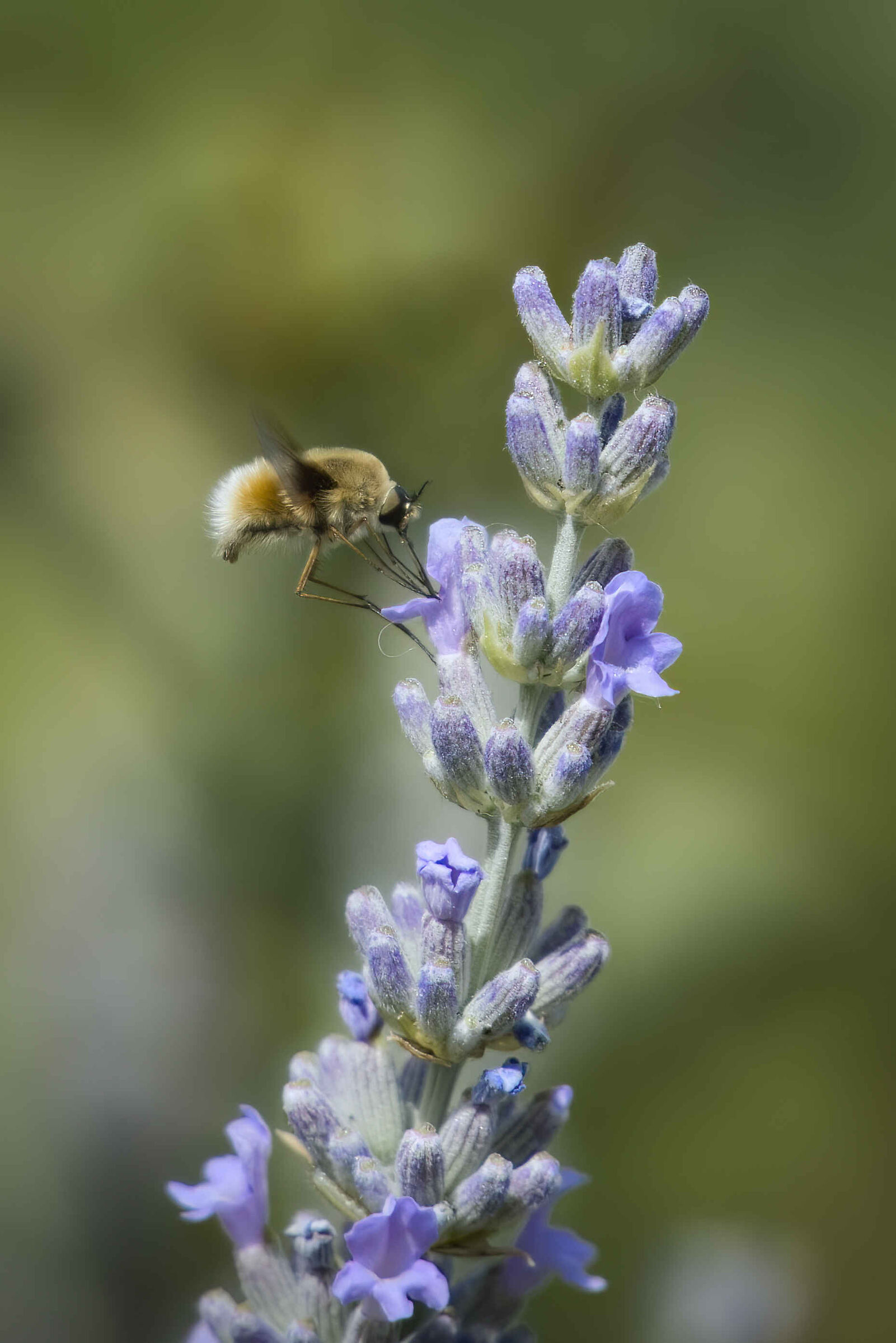 Bombilide su lavanda