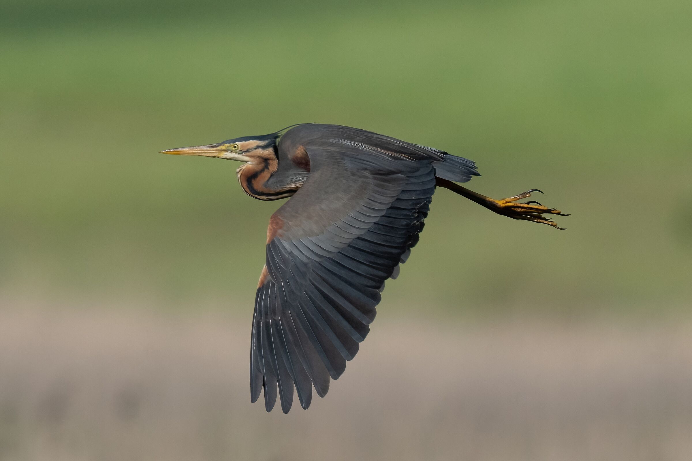 Purple heron (Ardea purpurea)