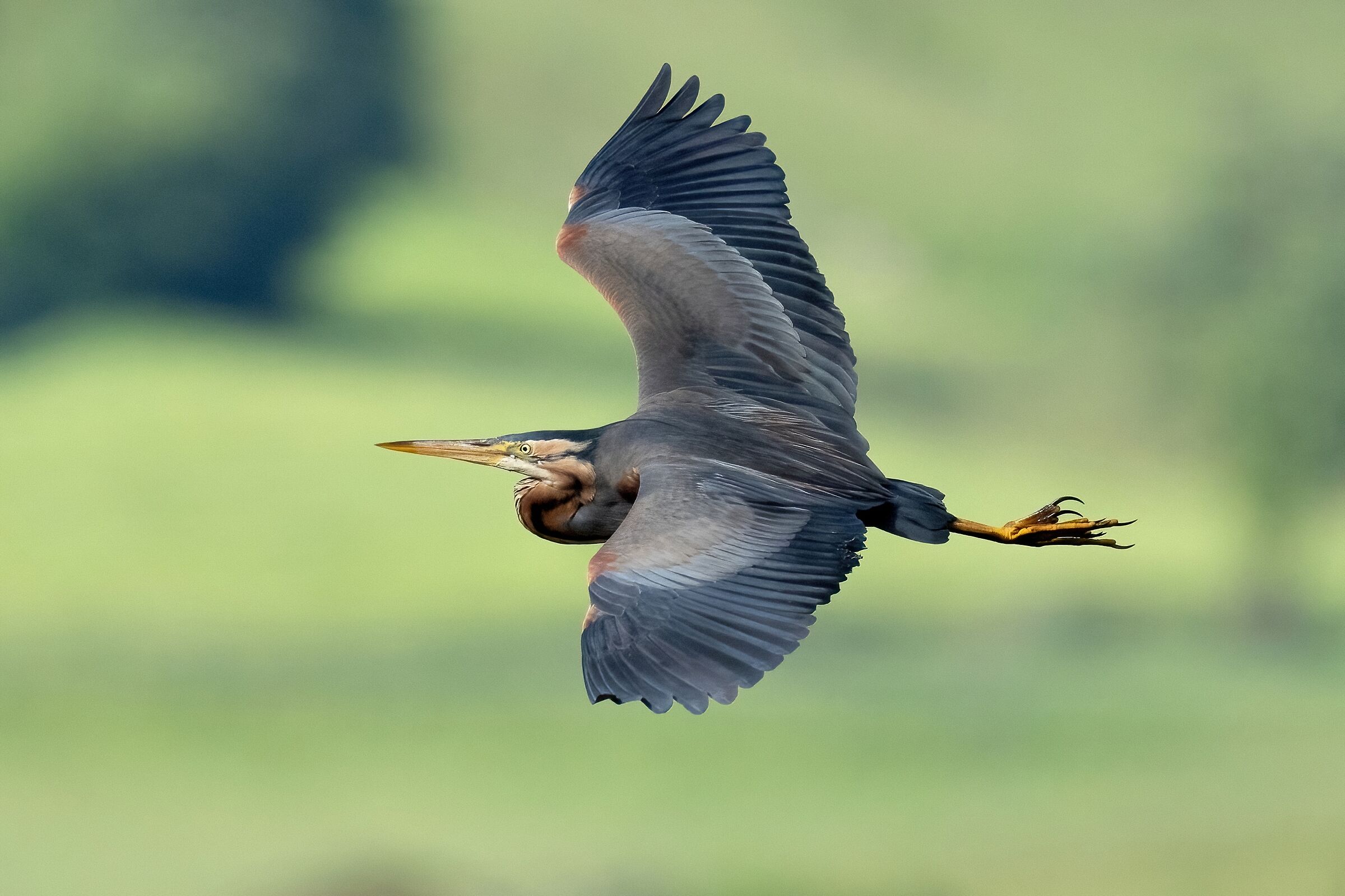 Purple heron (Ardea purpurea)