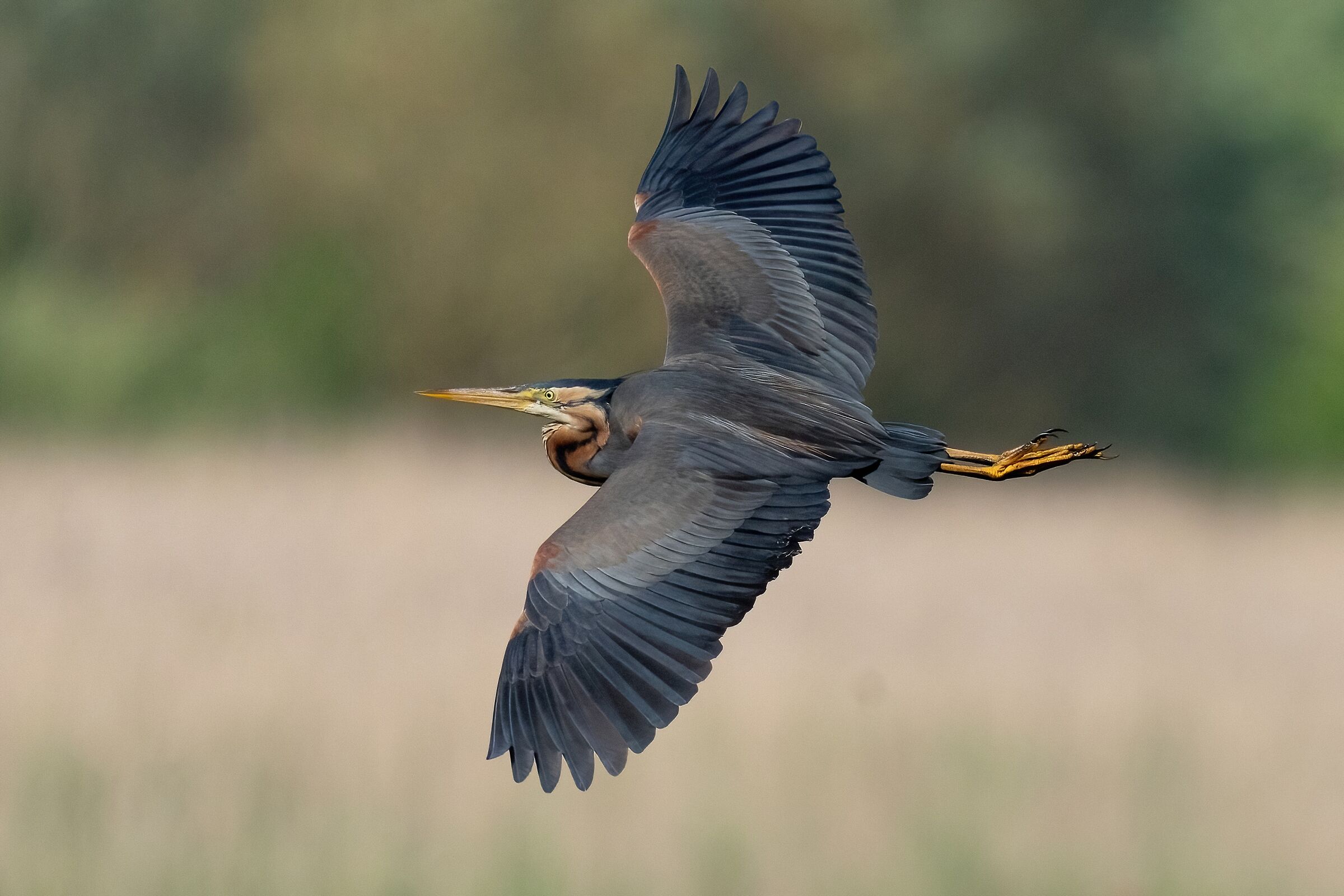 Purple heron (Ardea purpurea)