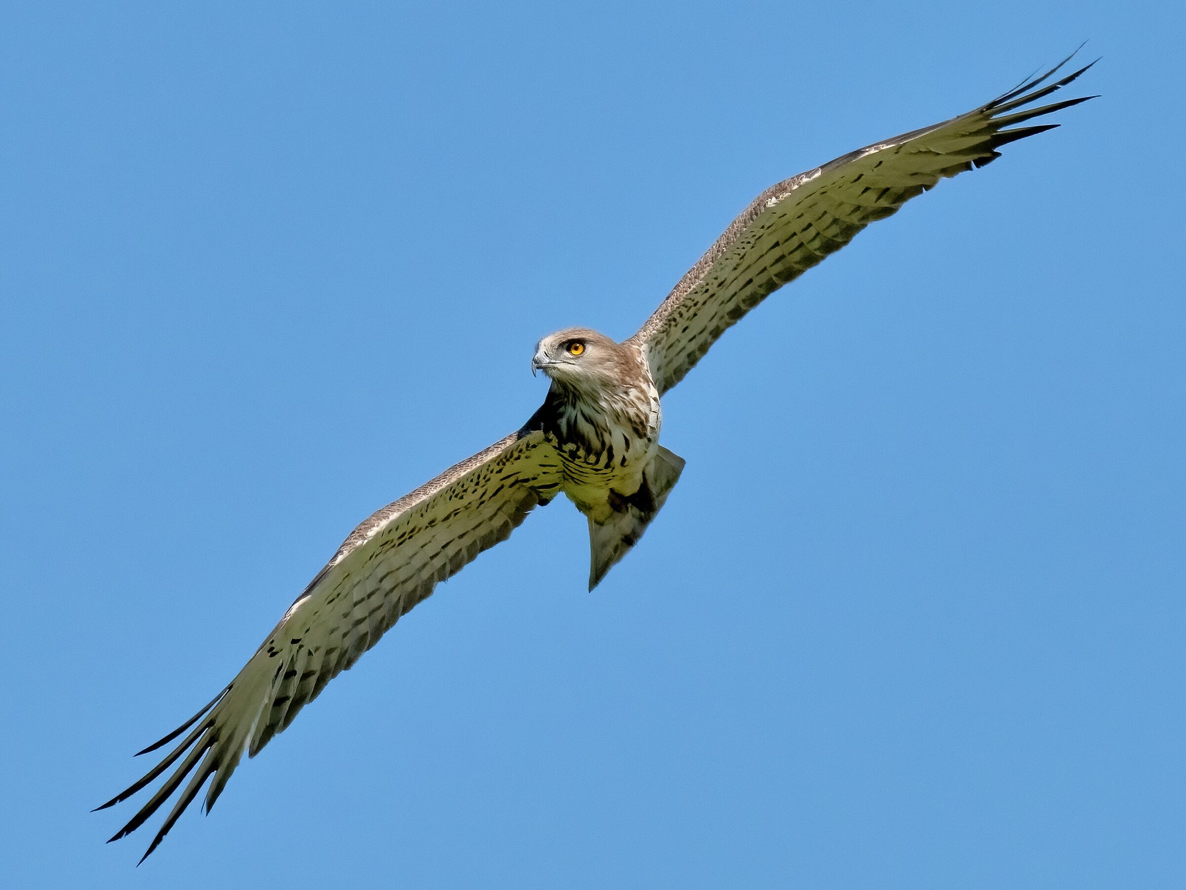 Biancone (Circaetus gallicus)