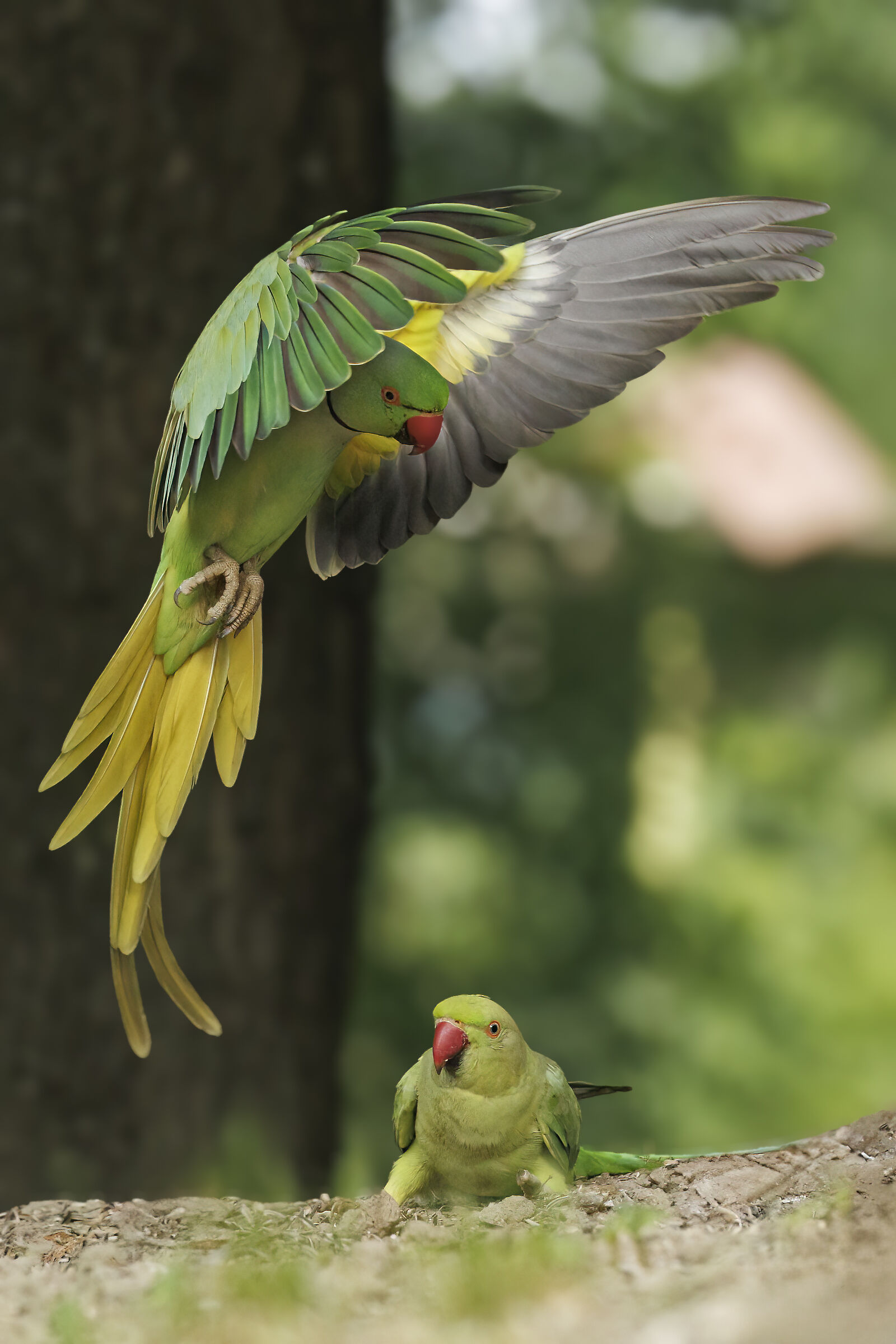 Collared ? ? parakeets