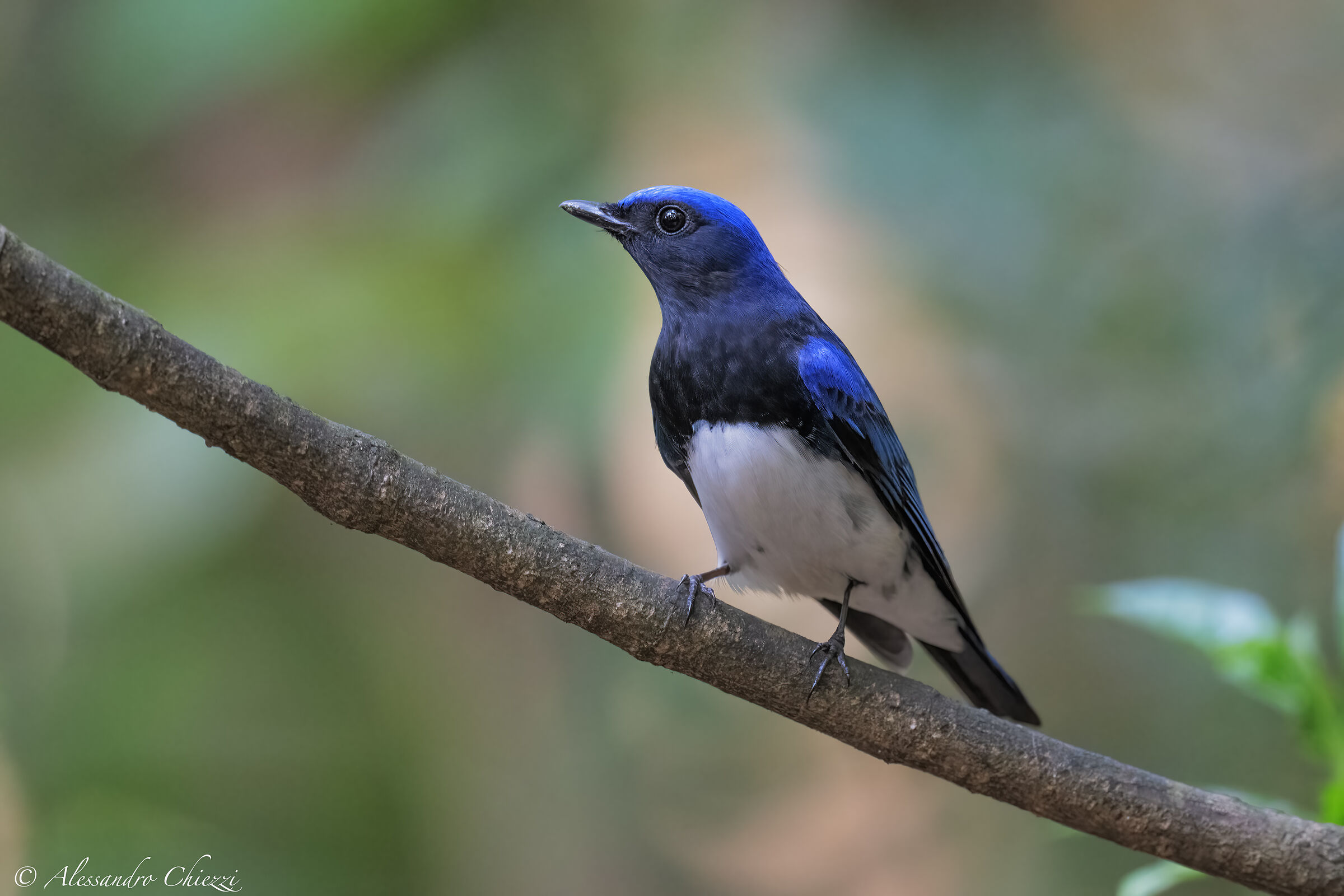 White and blue flycatcher