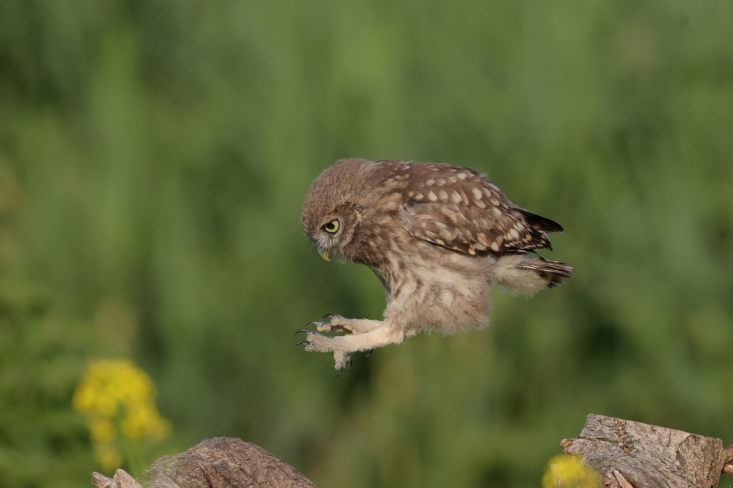 Jumping into the world