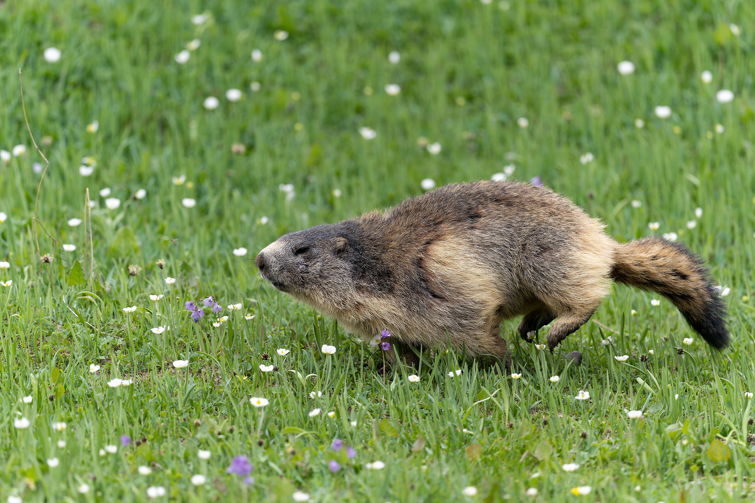 Marmot - Gran Paradiso National Park