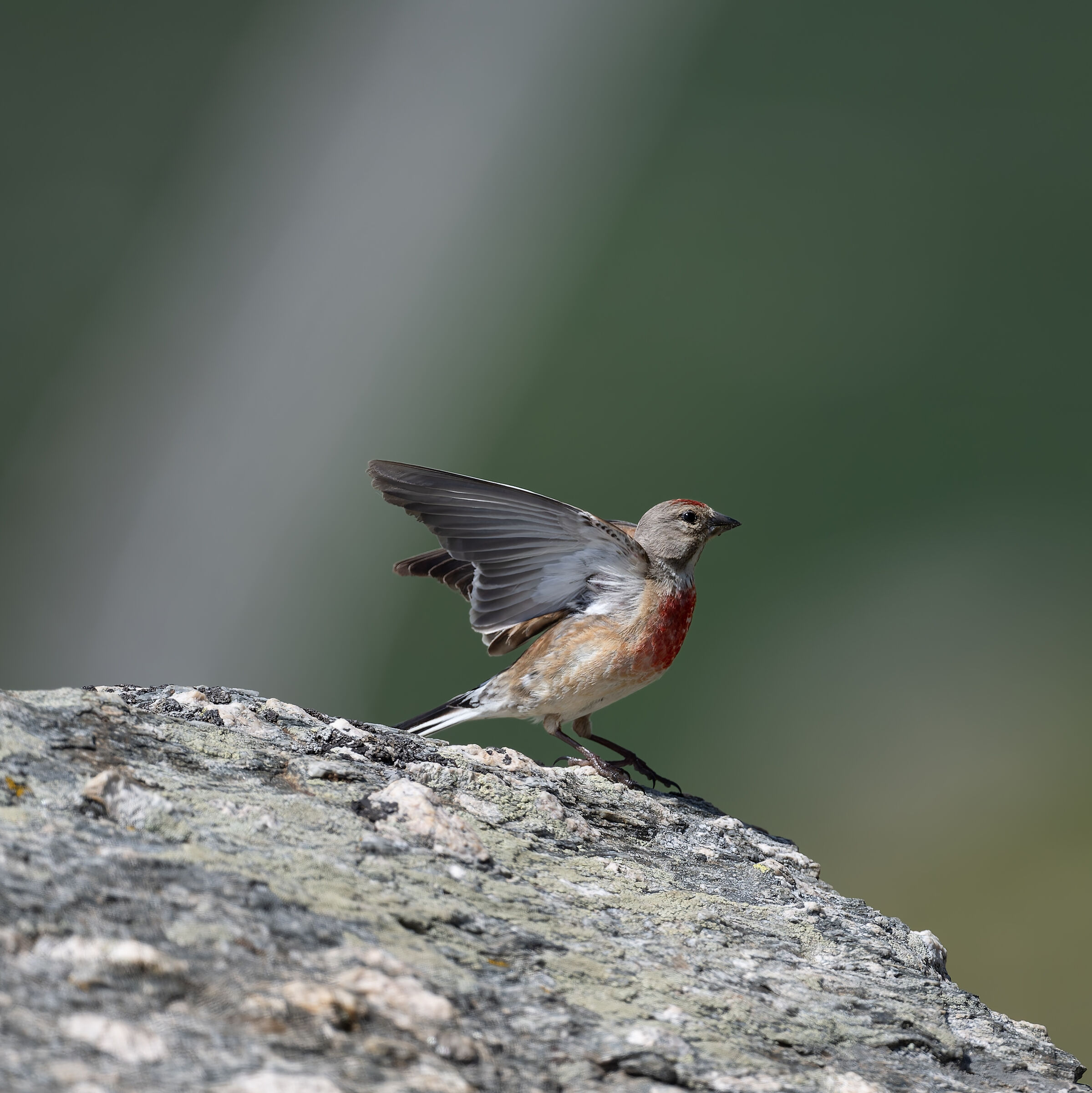 Fanello- Gran Paradiso National Park