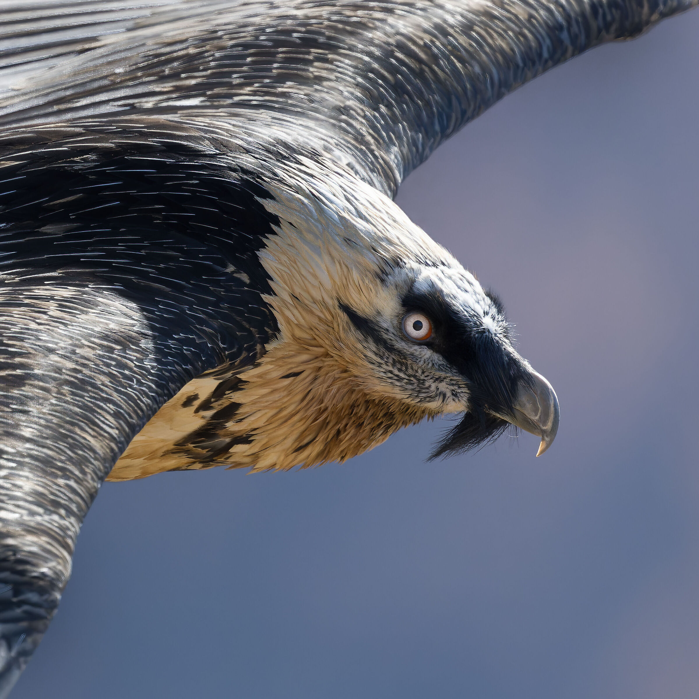 Gypaetus barbatus - Gran Paradiso National Park