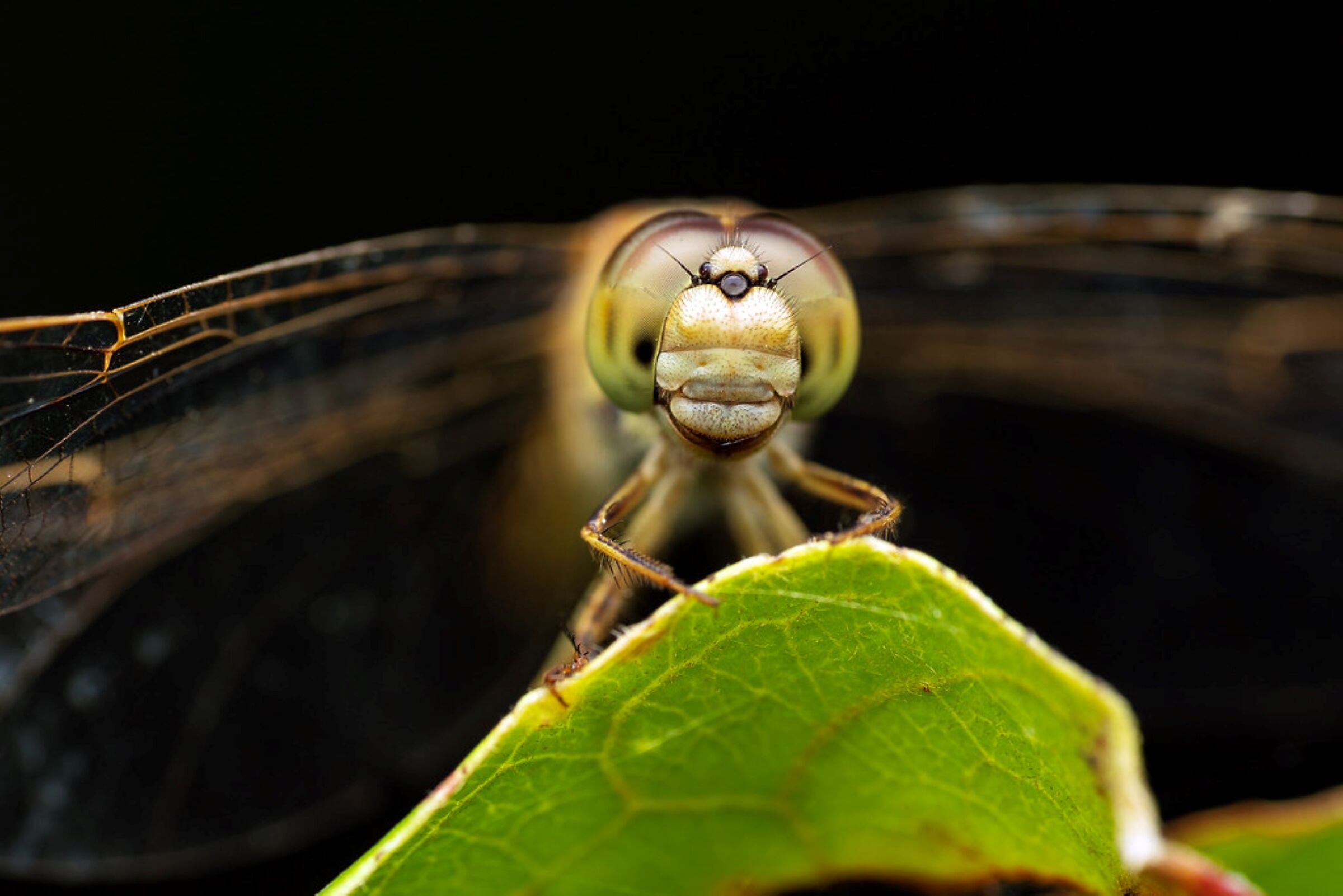 La libellula