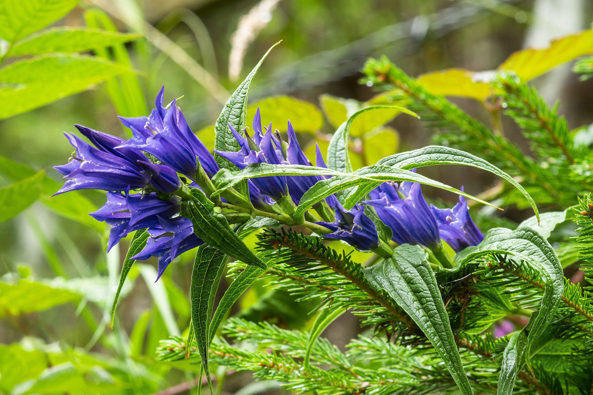 Gentiana asclepiadea