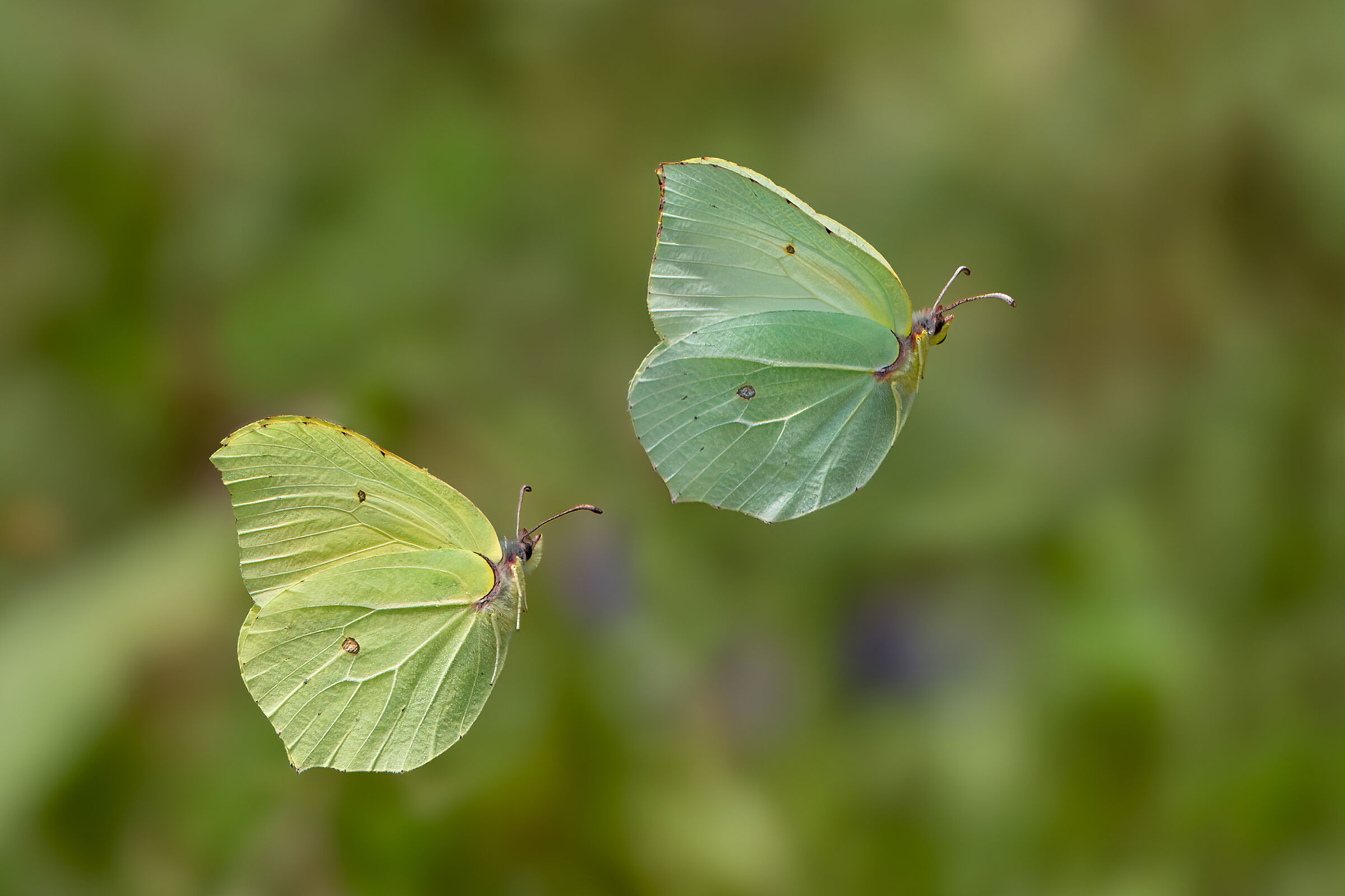 The courtship of the citronellas