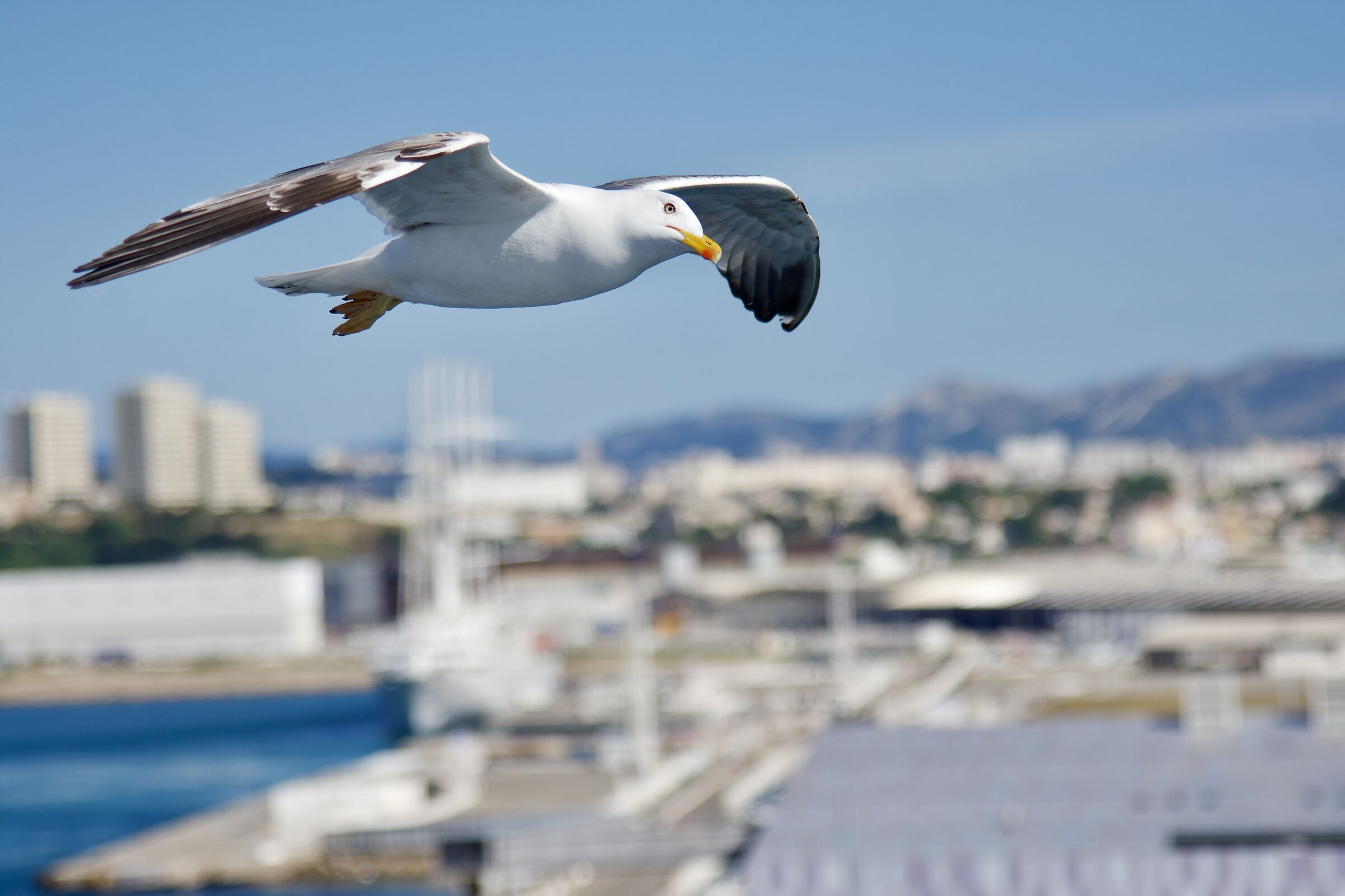 The flight