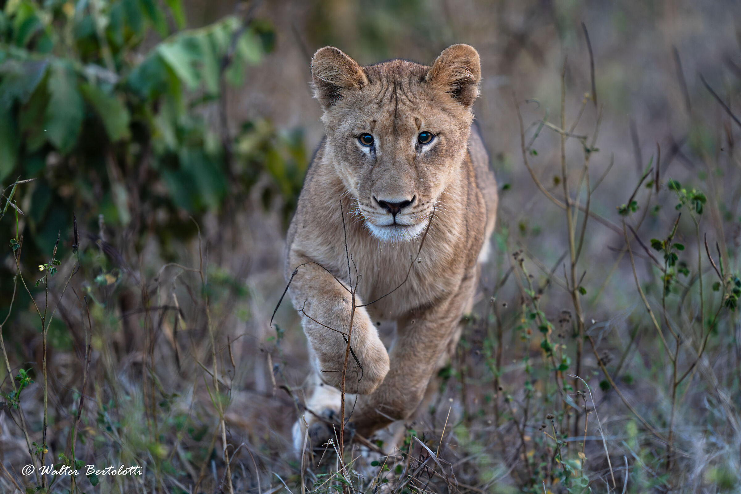 aspetta che voglio giocare con te