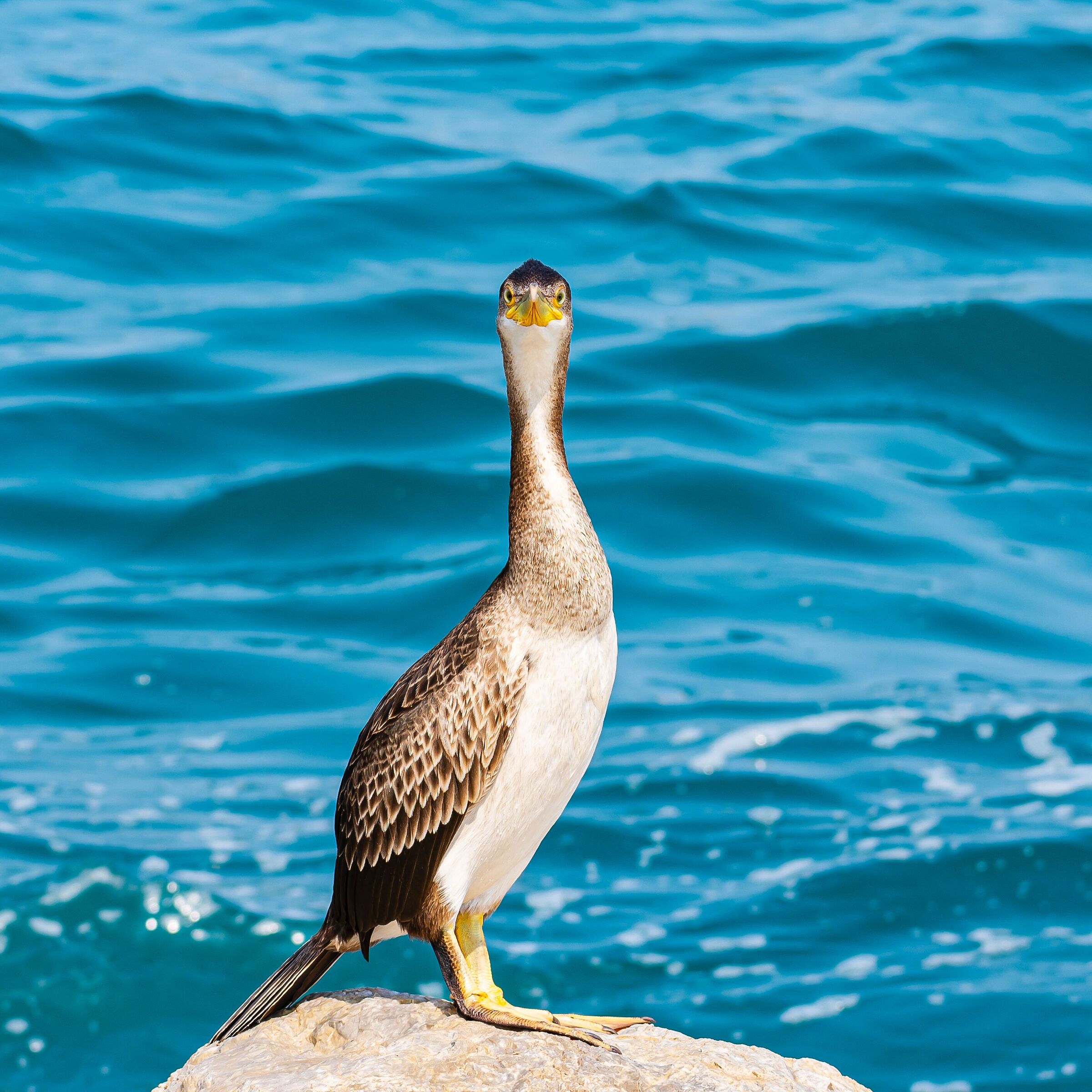 Cormorant
