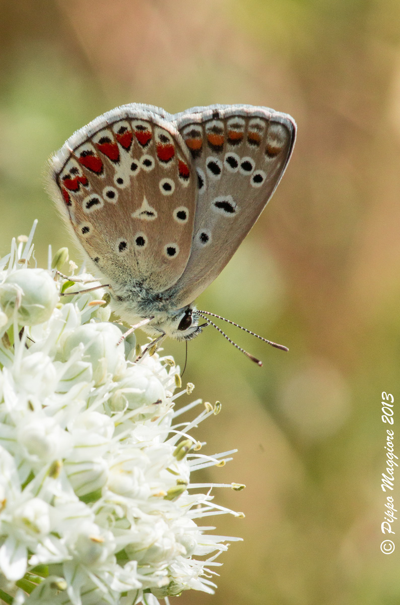 Polyommatus celina