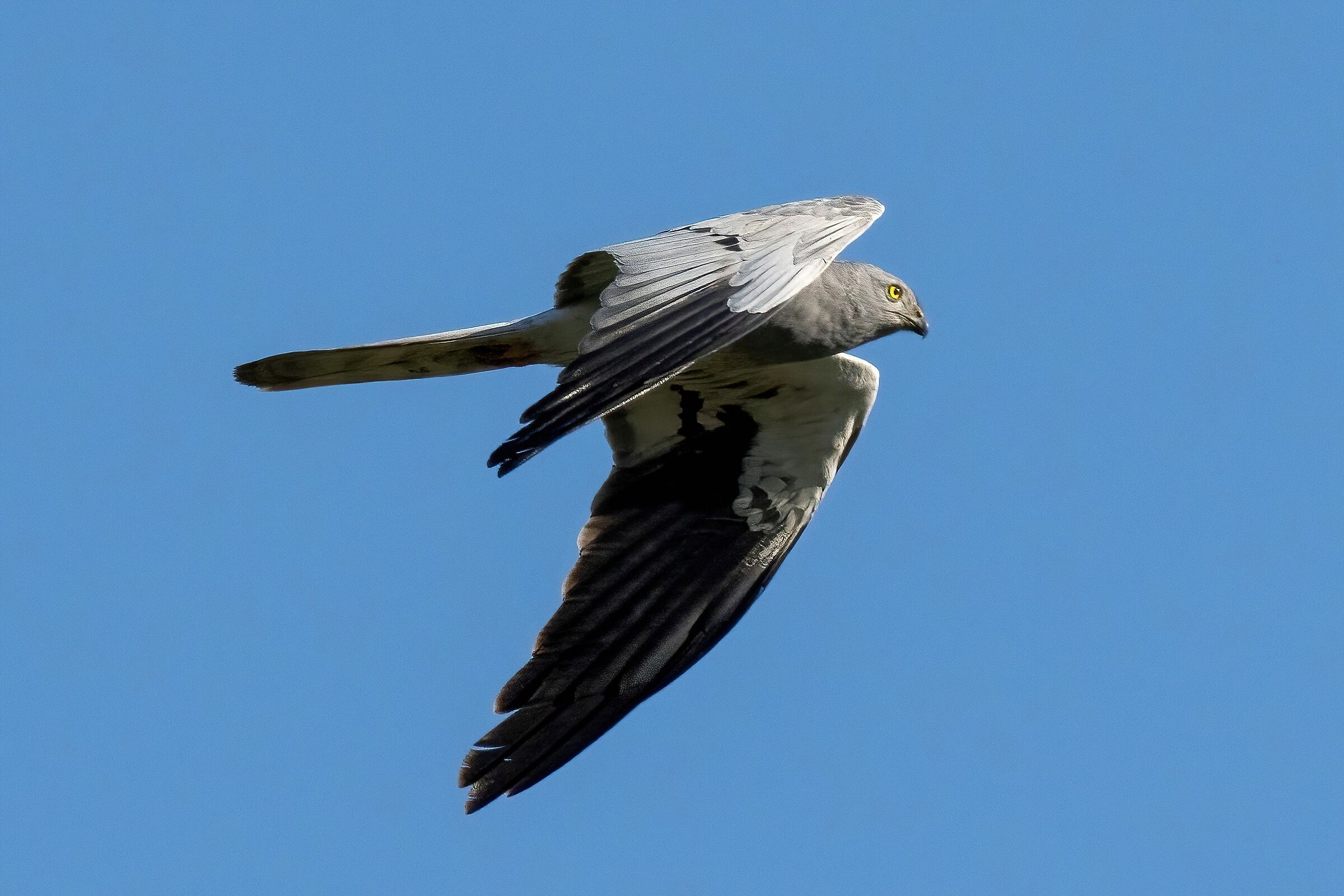 Montagu's Harrier (Circus pygargus) male