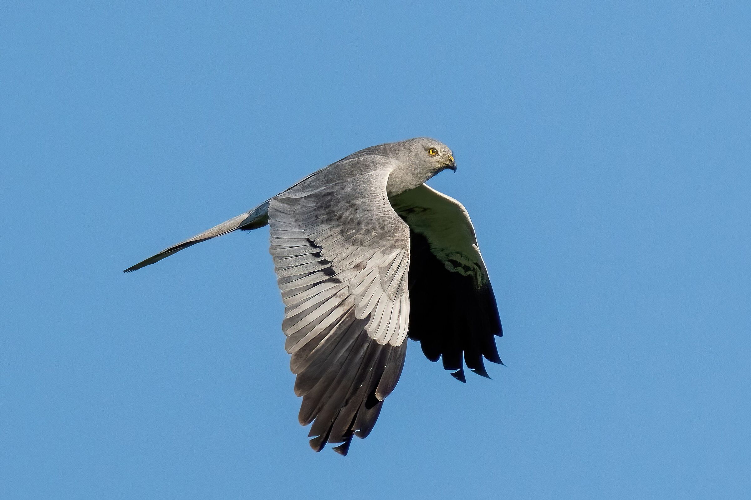 Montagu's Harrier (Circus pygargus) male
