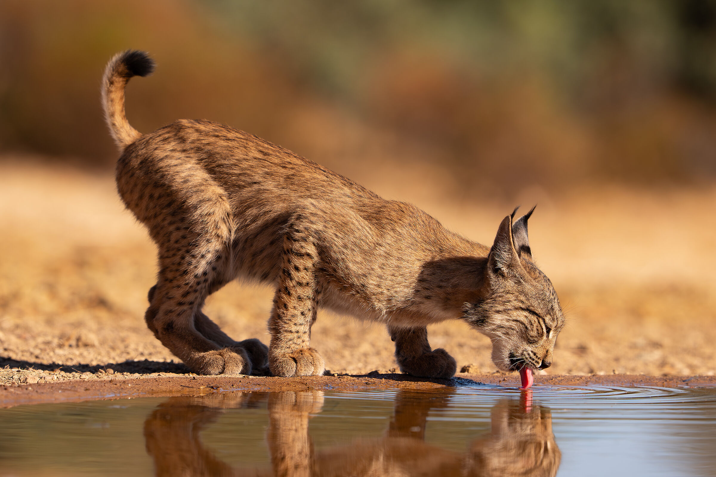 Lince pardina alla pozza