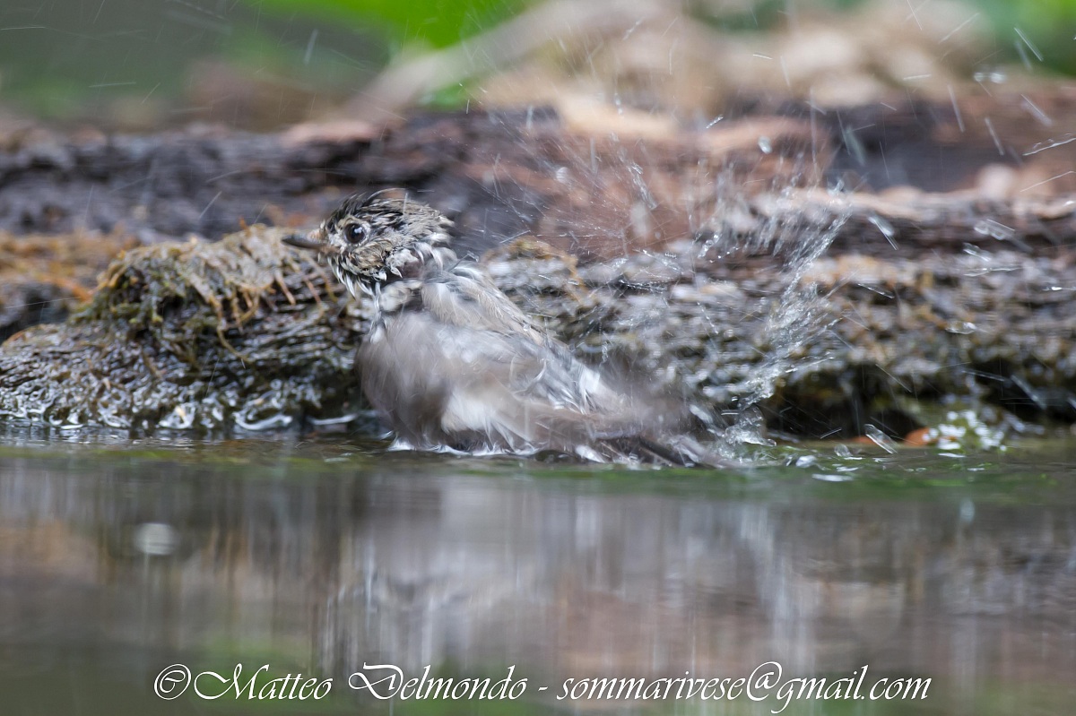 Collared Flycatcher