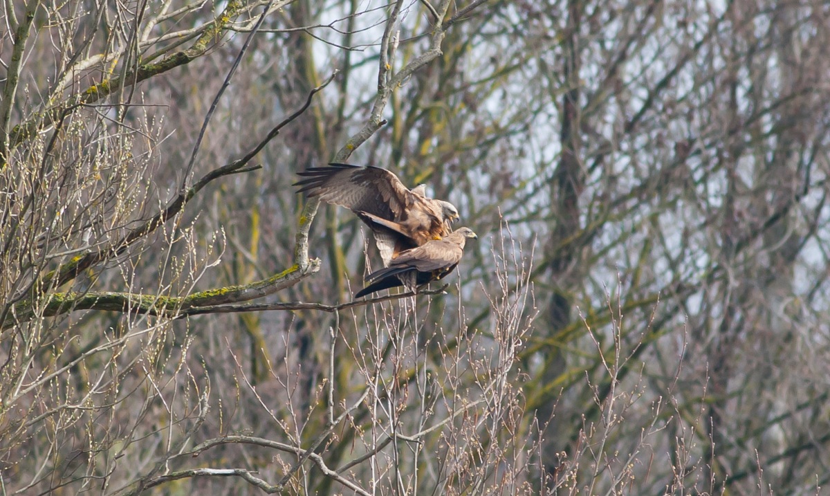 accoppiamento nibbio bruno