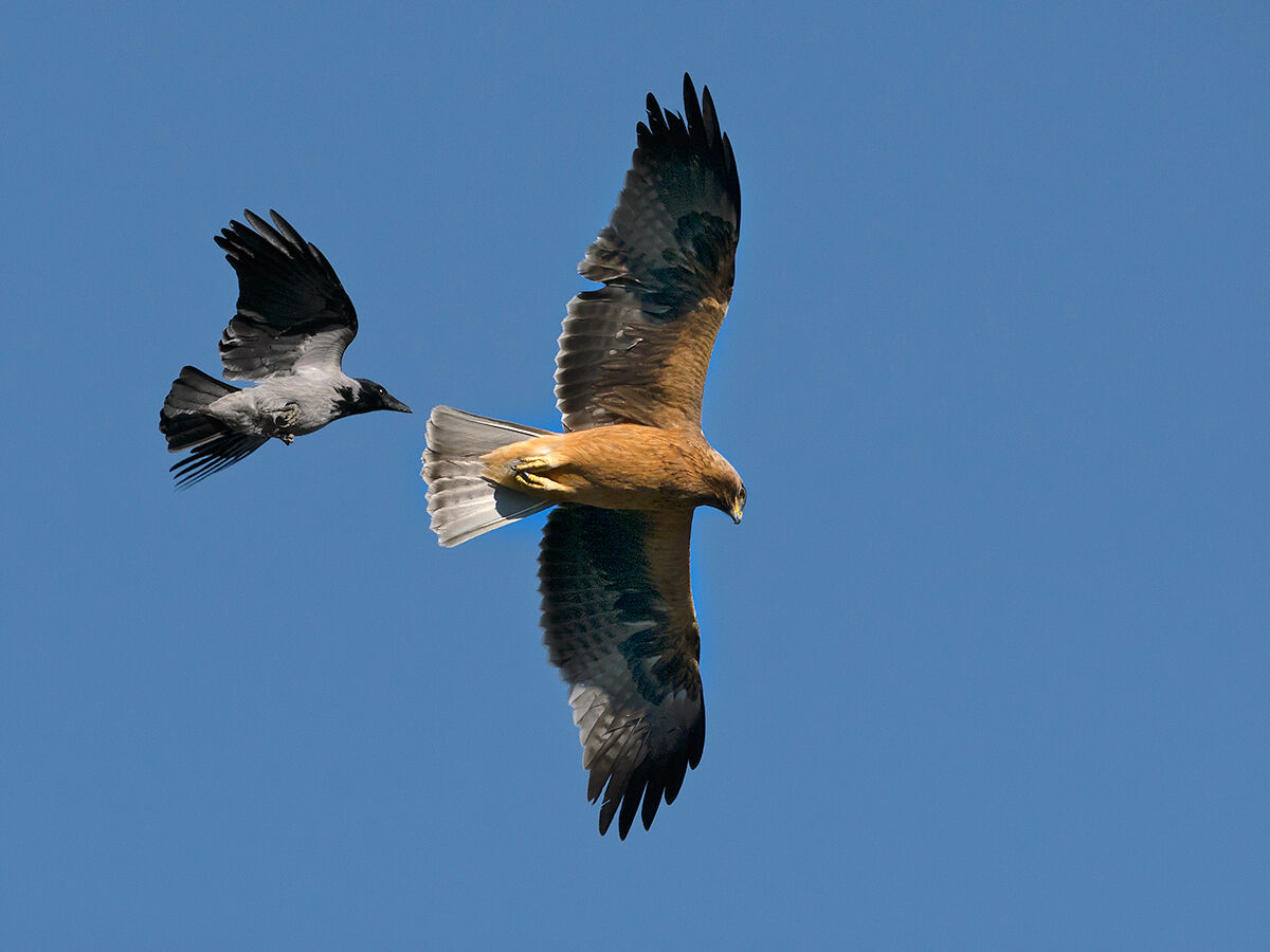 Cornacchia vs Aquila minore.