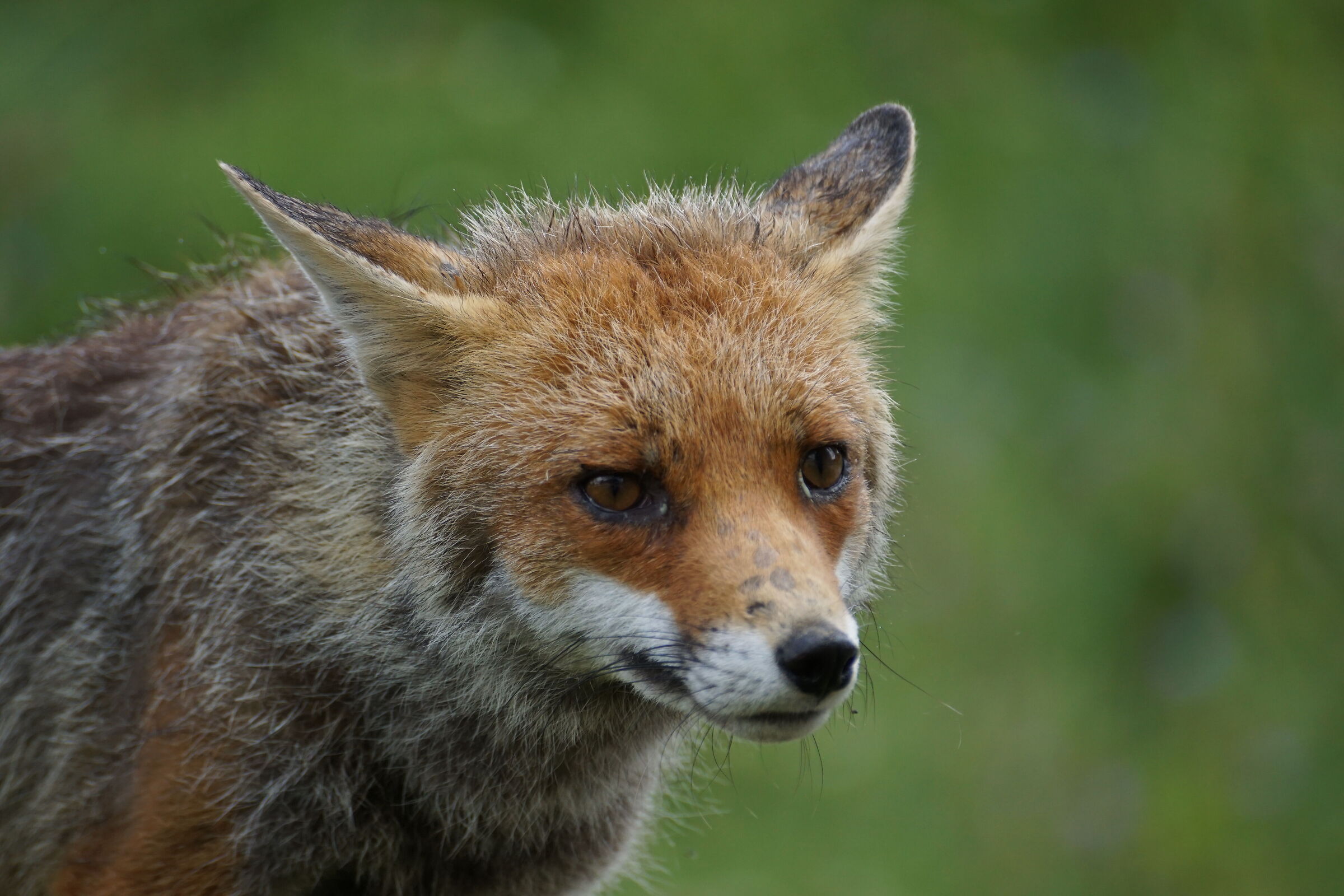 ILCA-77M2 f/5.6 1/500sec ISO-500 300 mm (equiv. 450 mm)