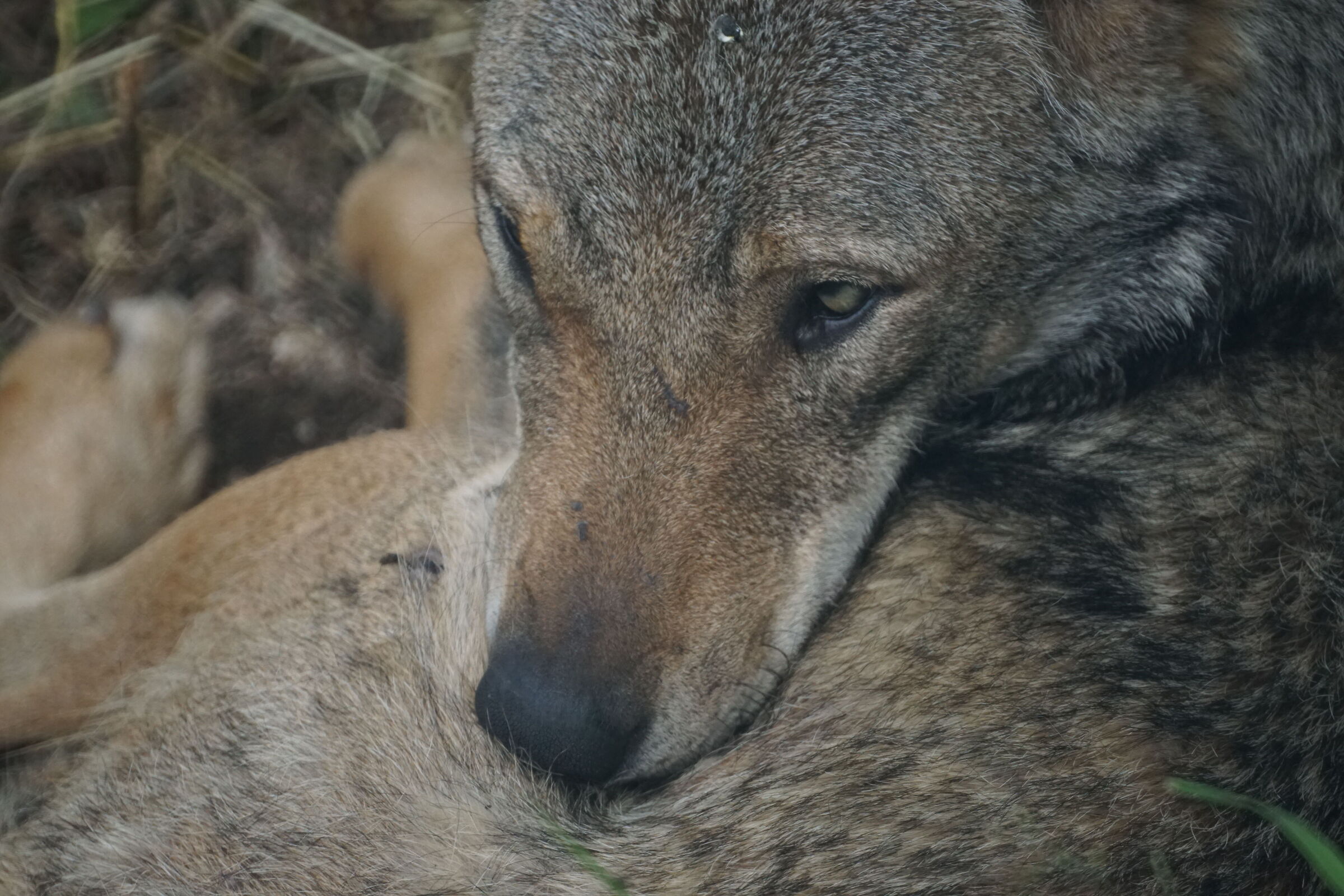 ilca-77m2 f/8 1/500 sec. iso-1250 500mm (750mm equiv.)