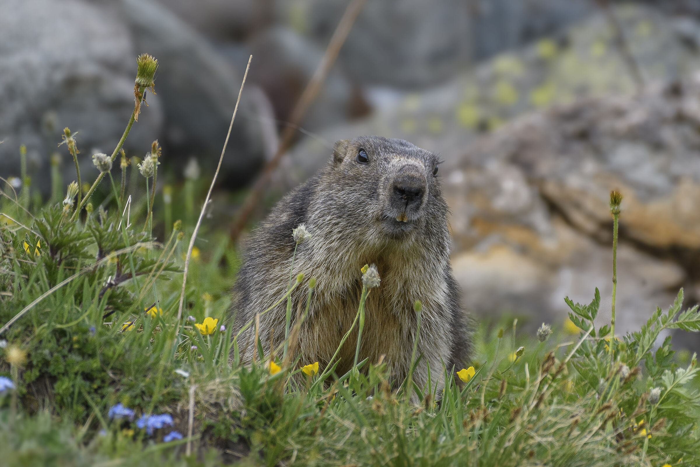 Marmotta