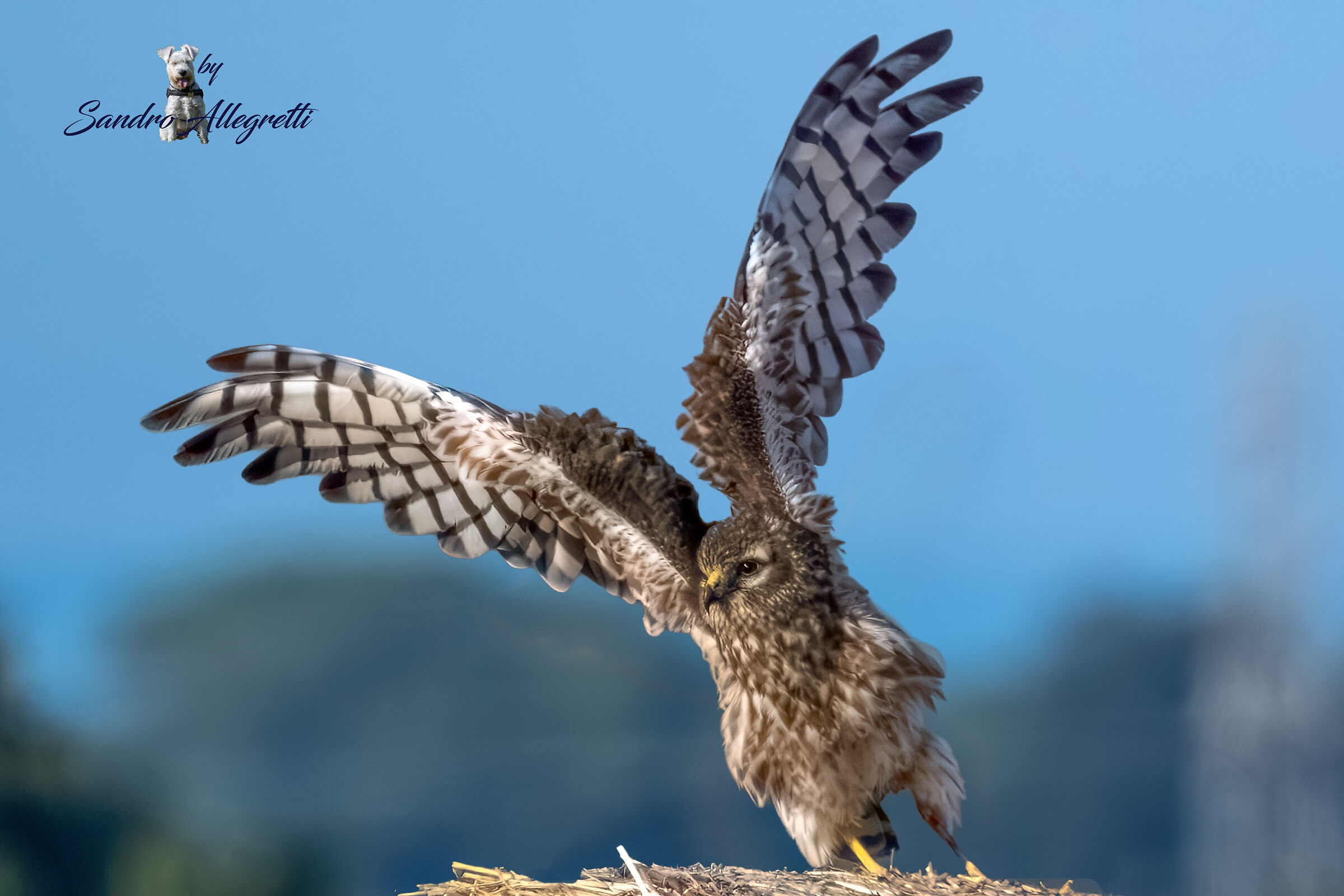 L'albanella minore (Circus pygargus)