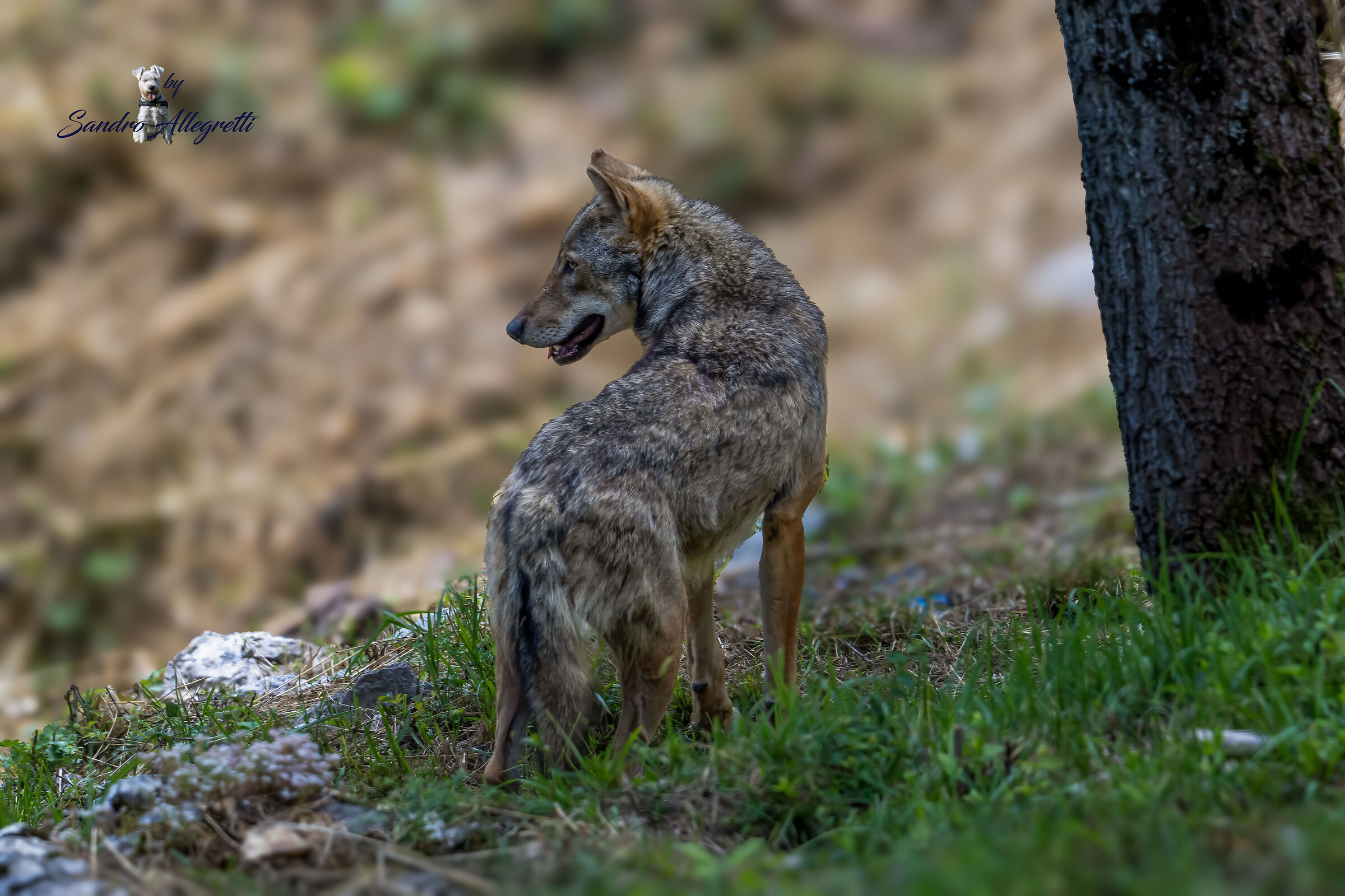 Il lupo grigio appenninico (Canis lupus)